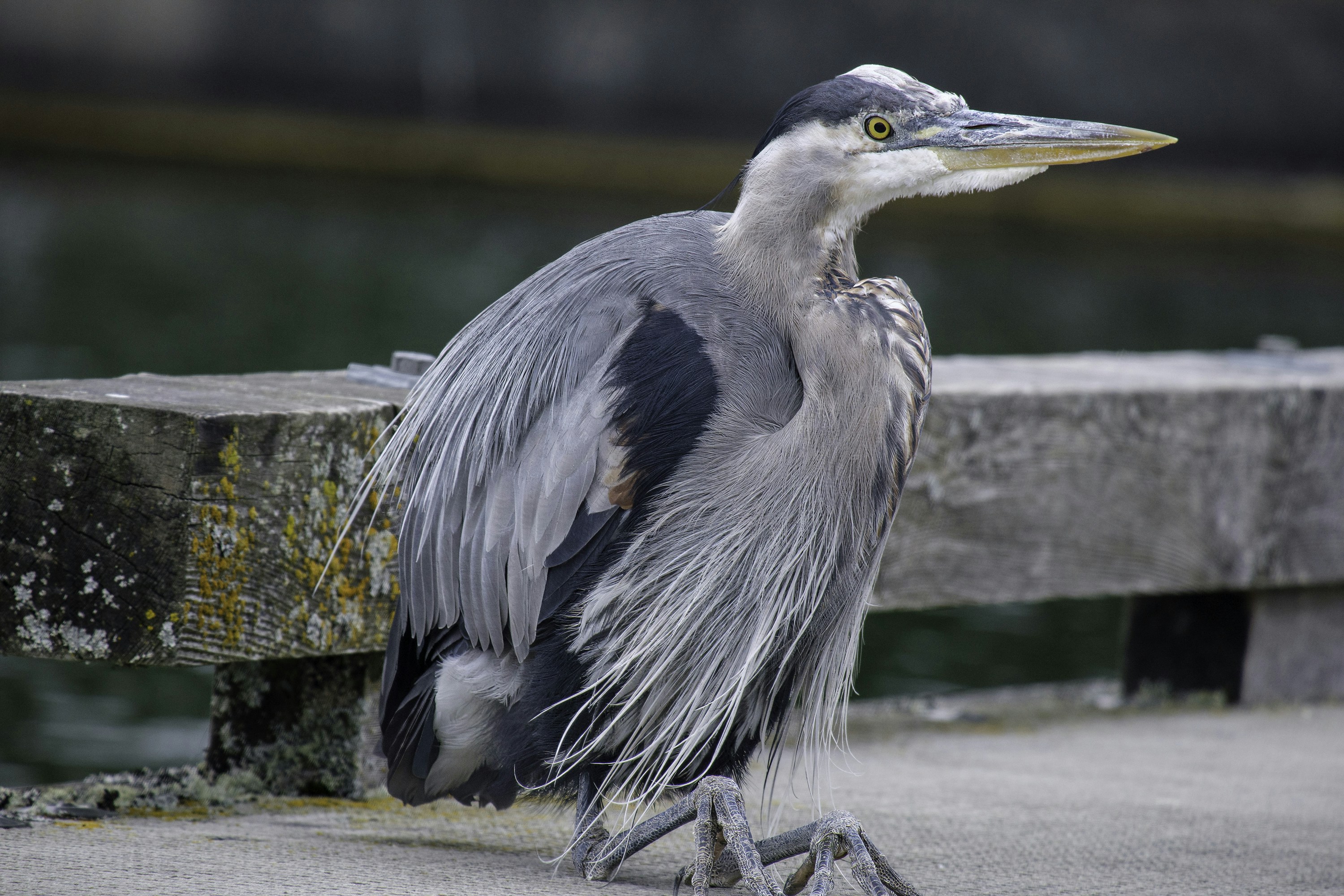 A bird sitting on a concrete ledge next to water
