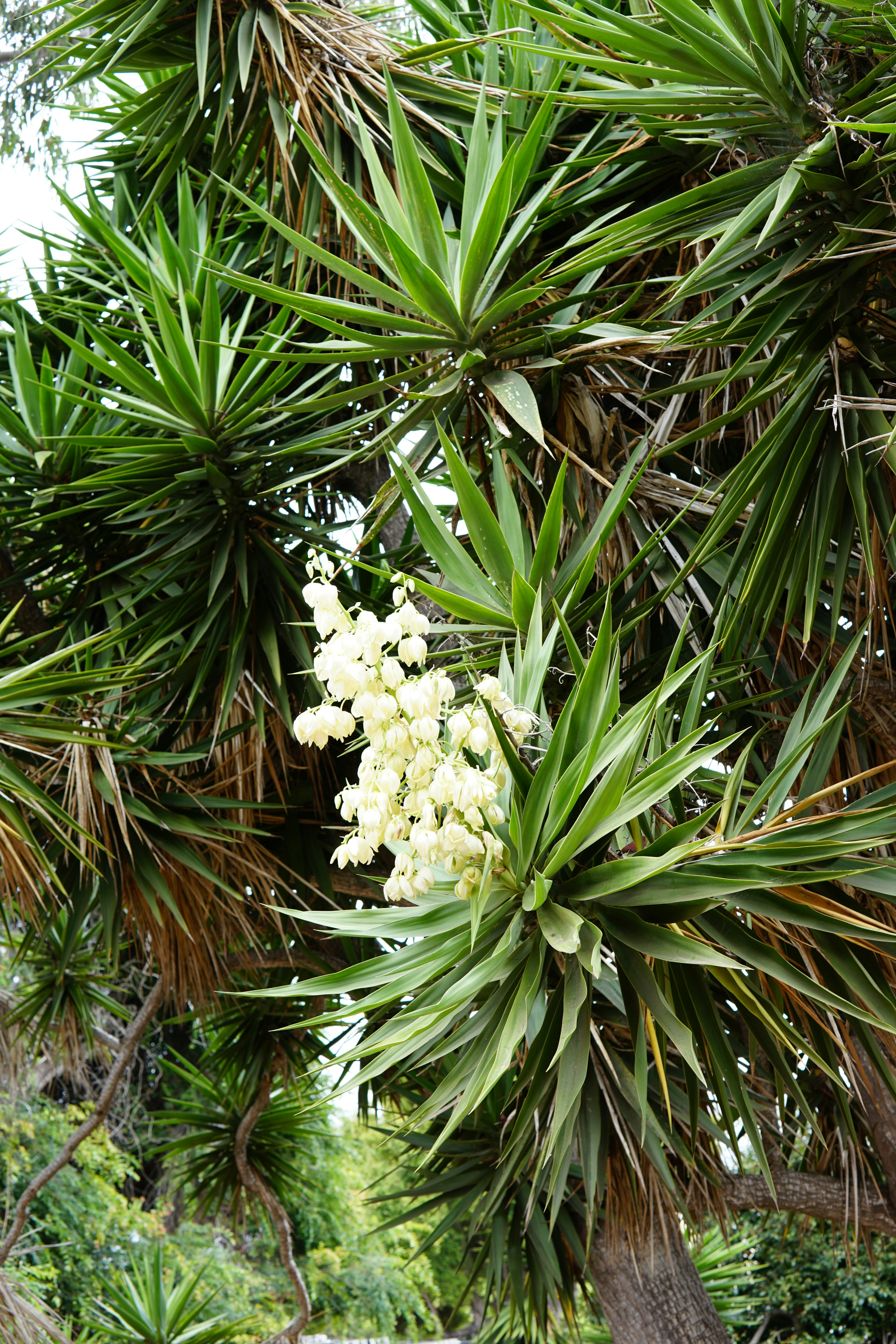 A tree with white flowers in a park
