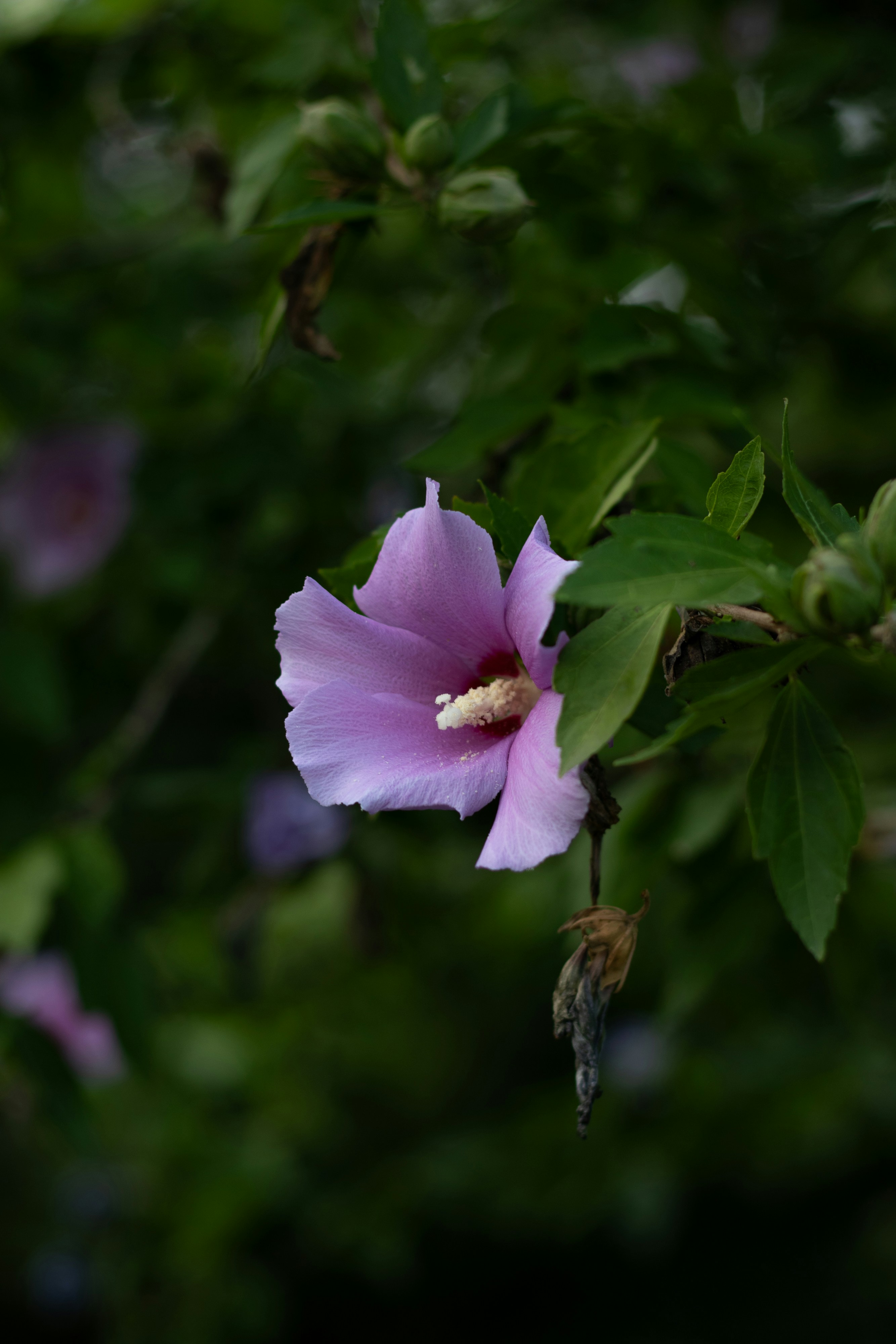 A pink flower with green leaves in the background