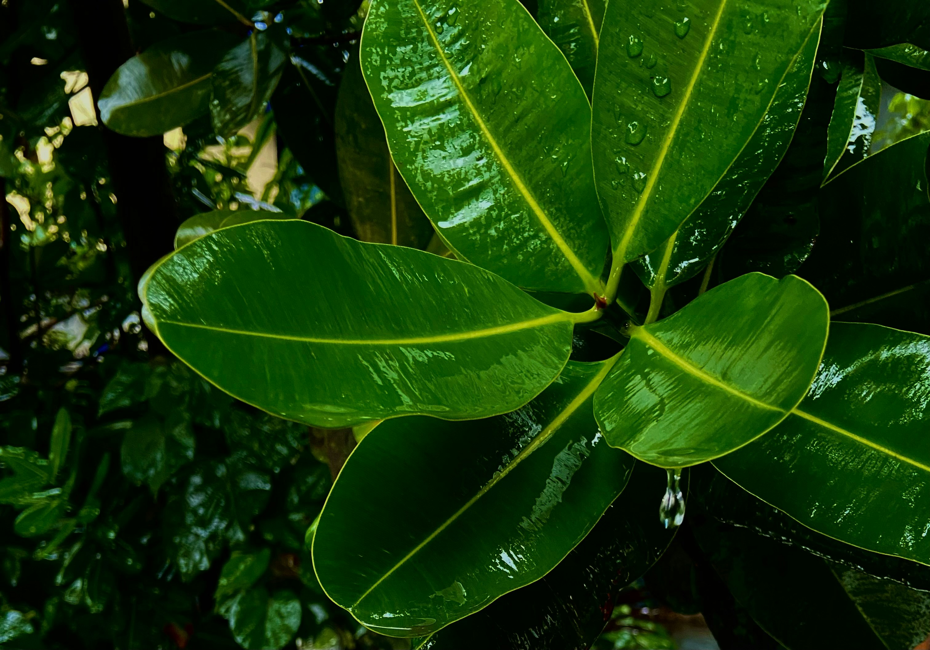 Photo by naresh_k_rathod