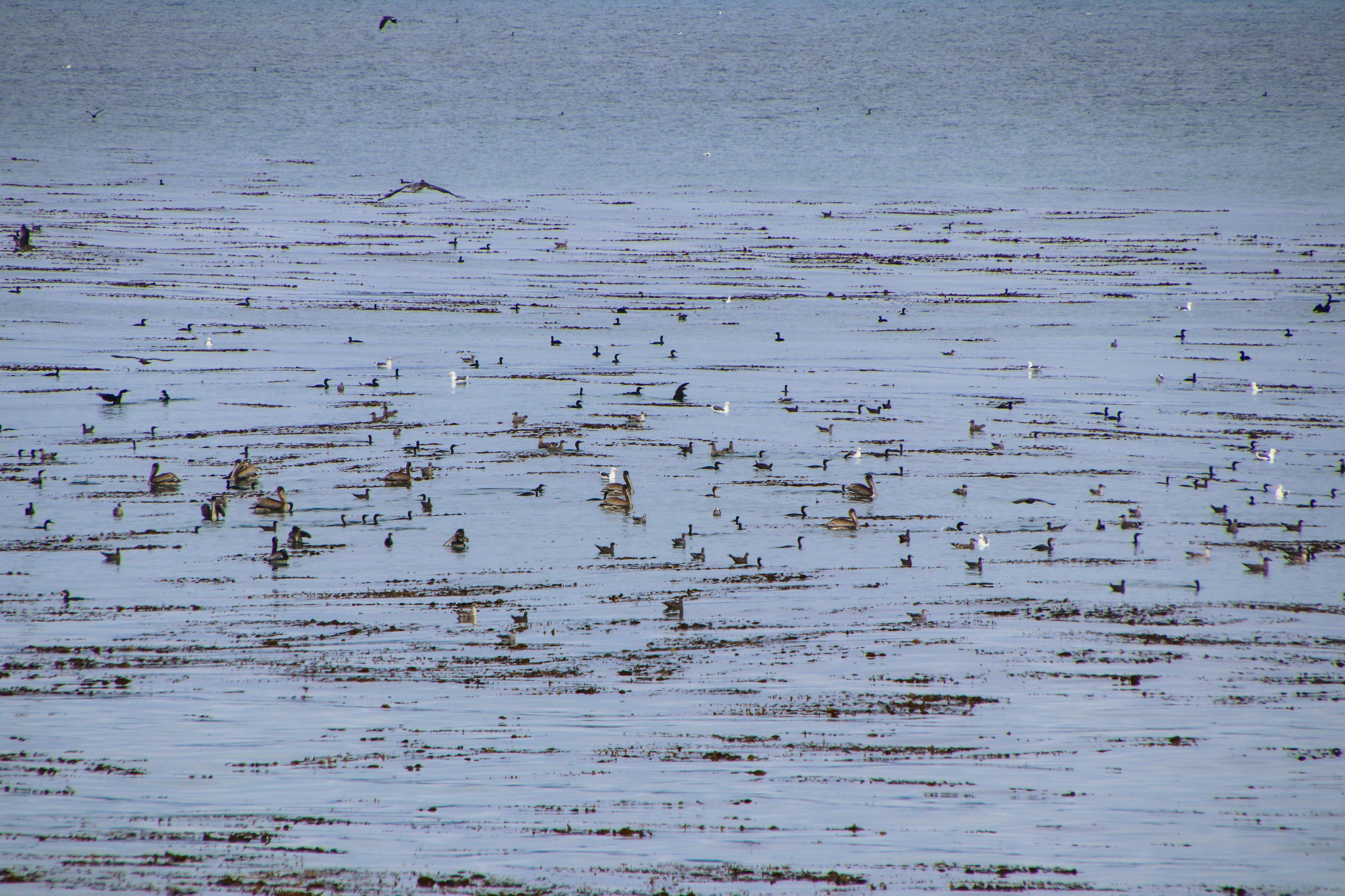 A flock of birds floating on top of a body of water