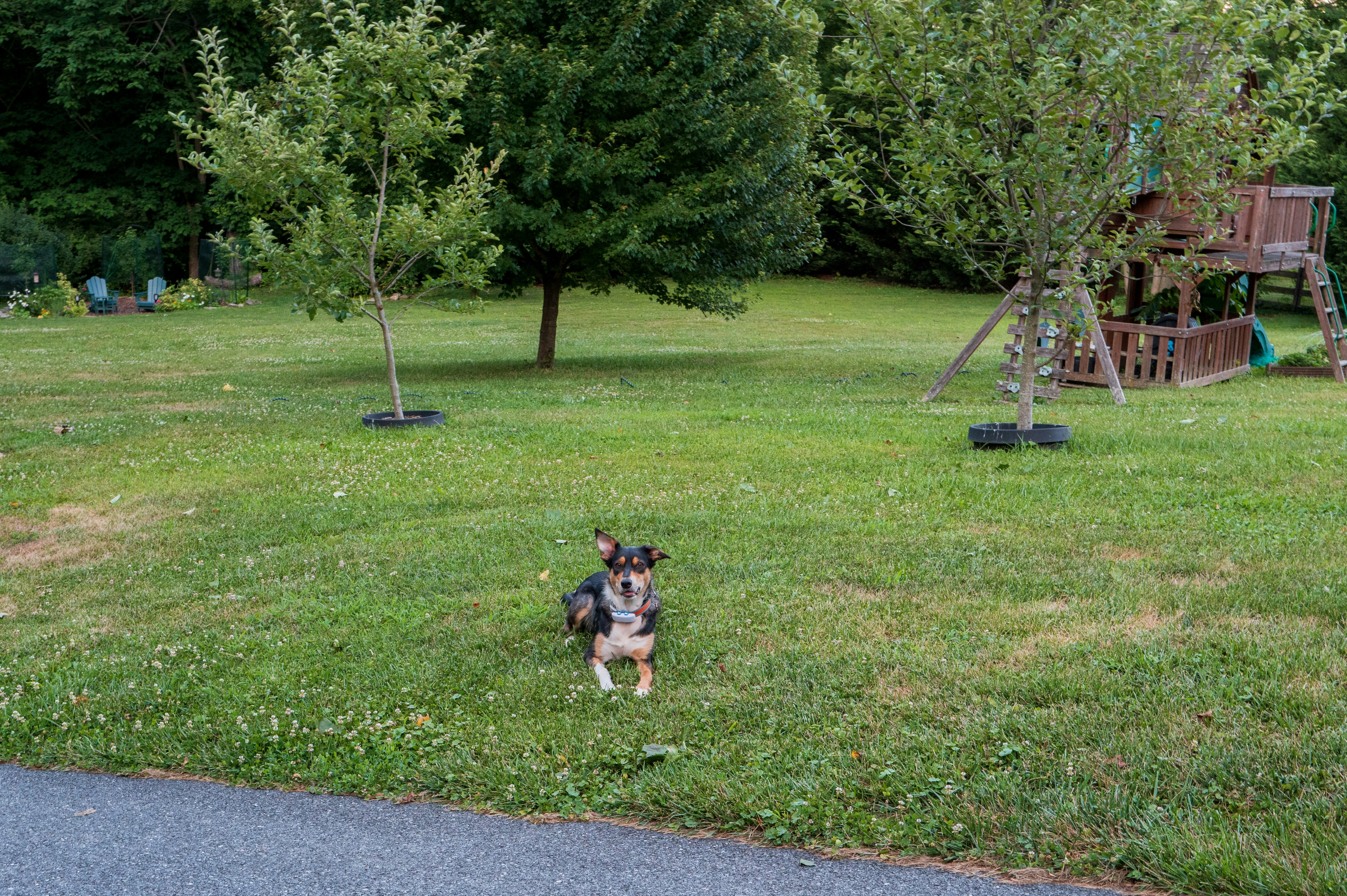 A dog sitting in the grass in a park