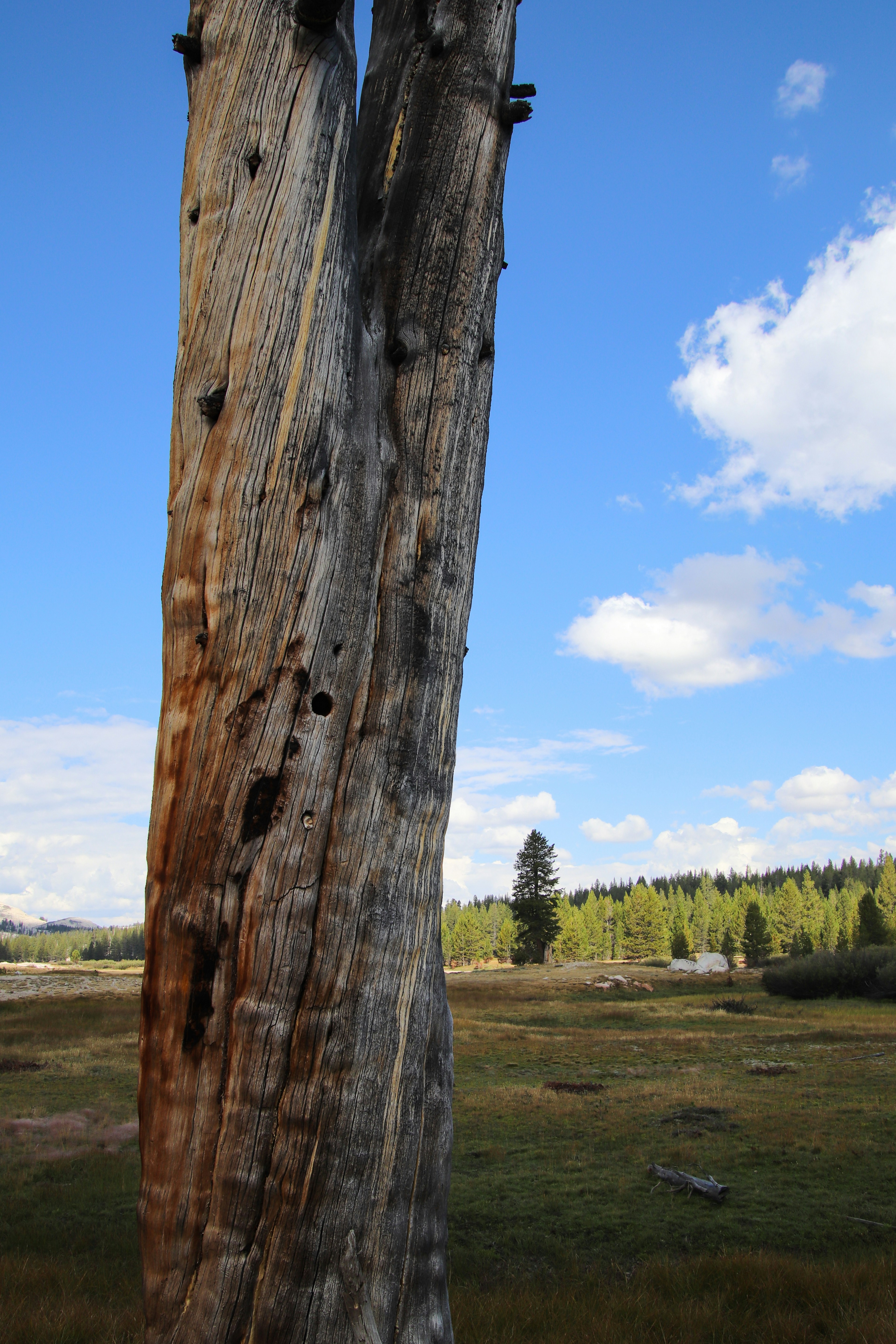 A tree stump with a sky in the background