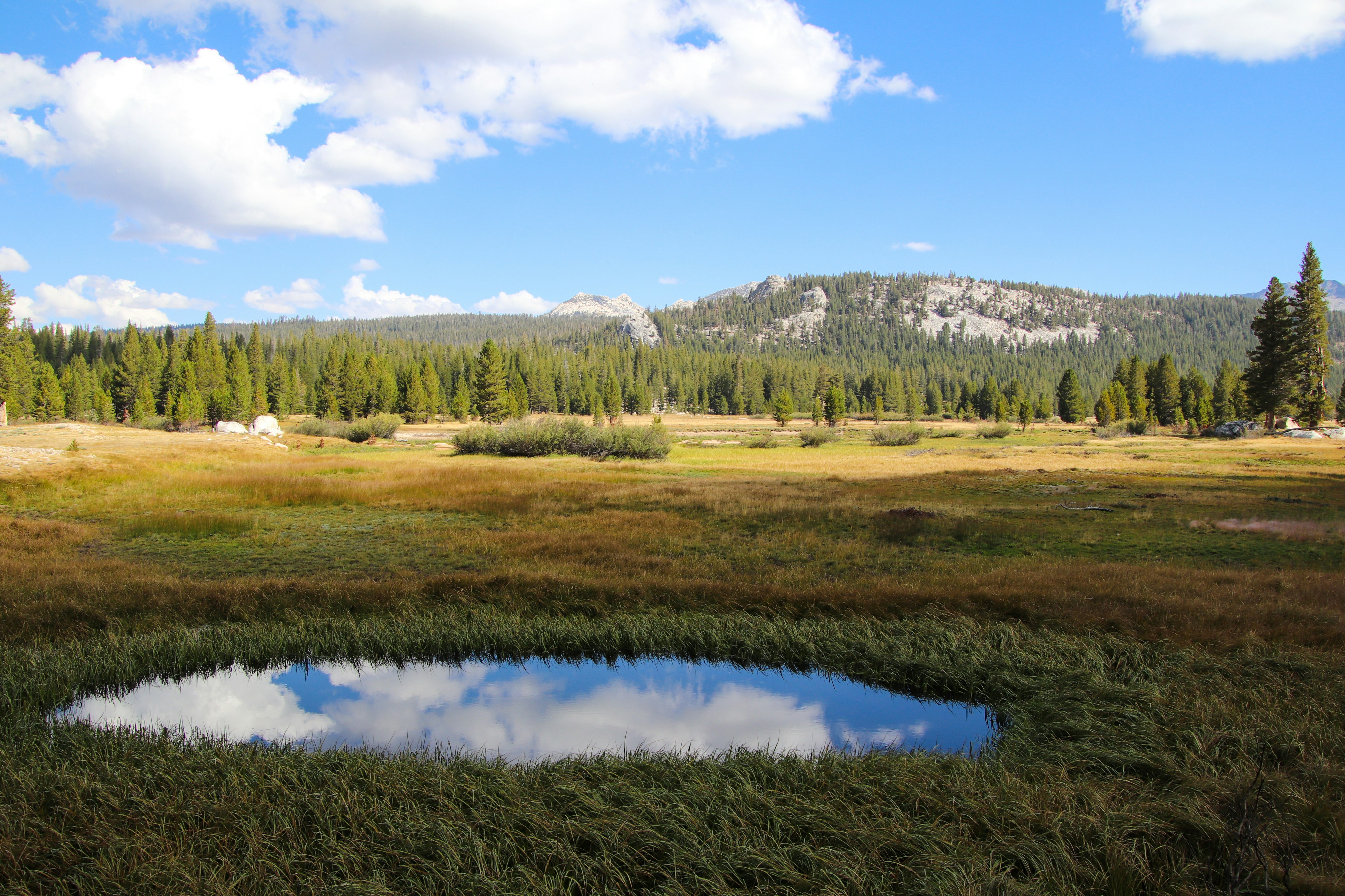 A small pond in a field with a mountain in the background