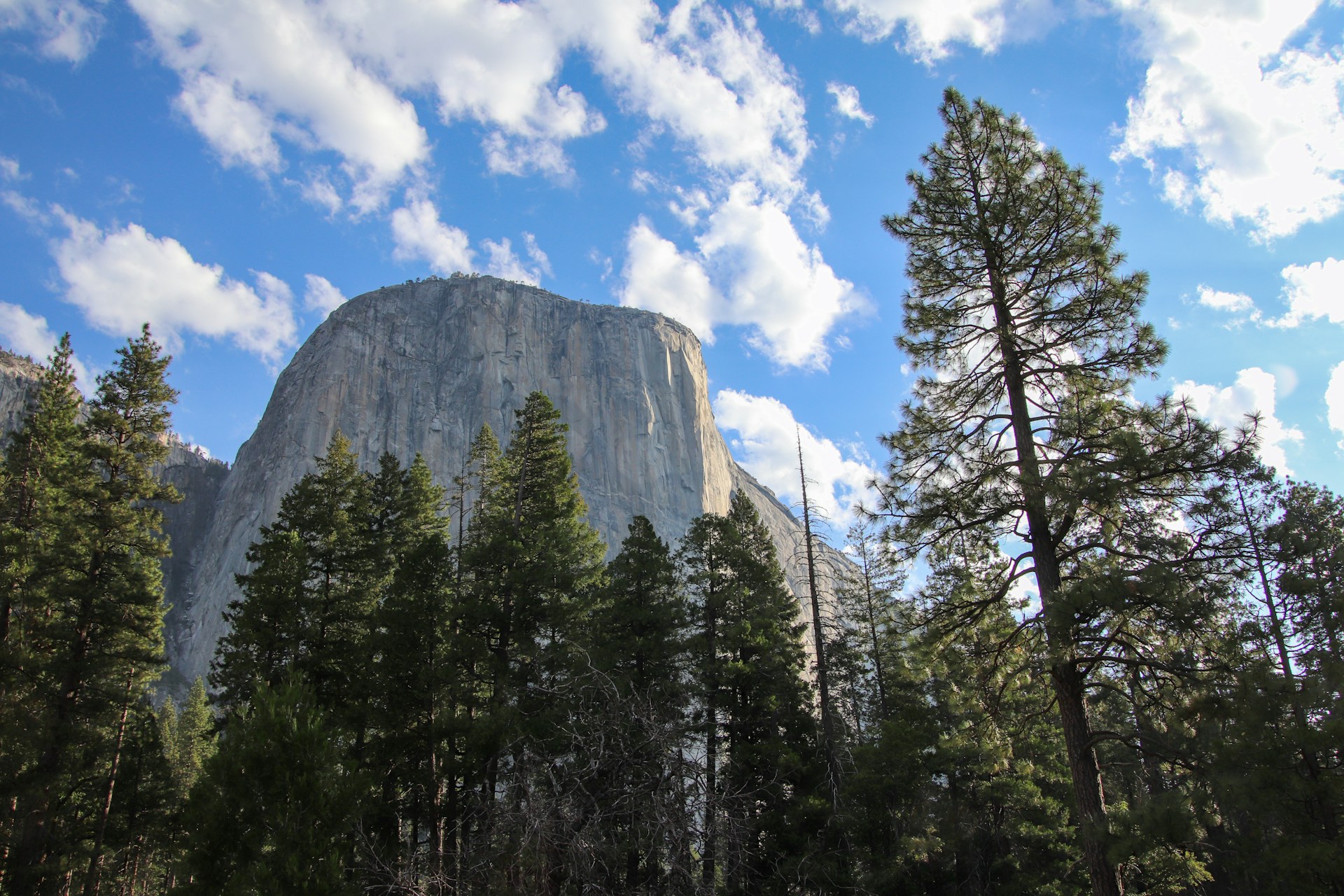 A view of a mountain with trees in the foreground