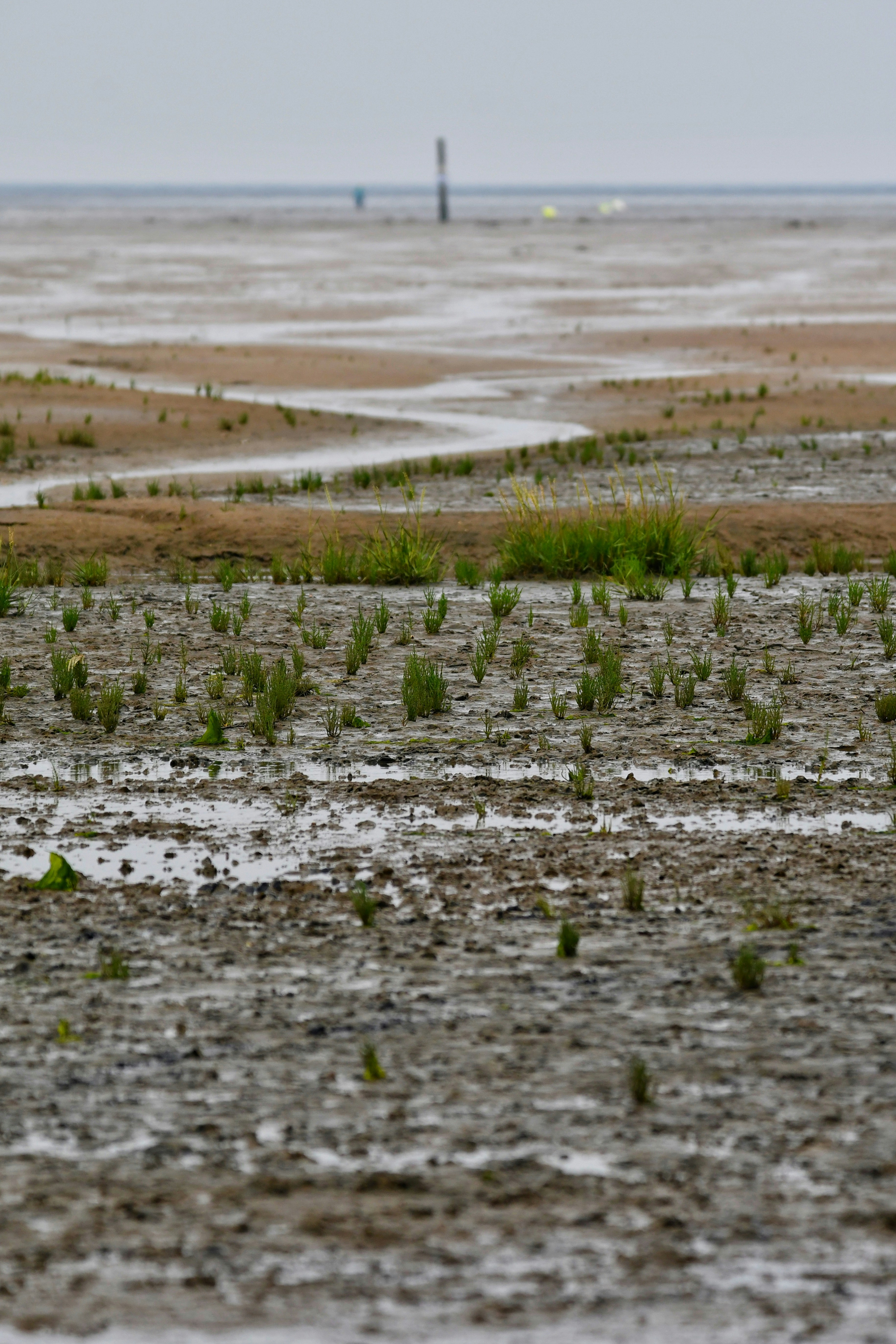 A bird standing in the middle of a muddy field