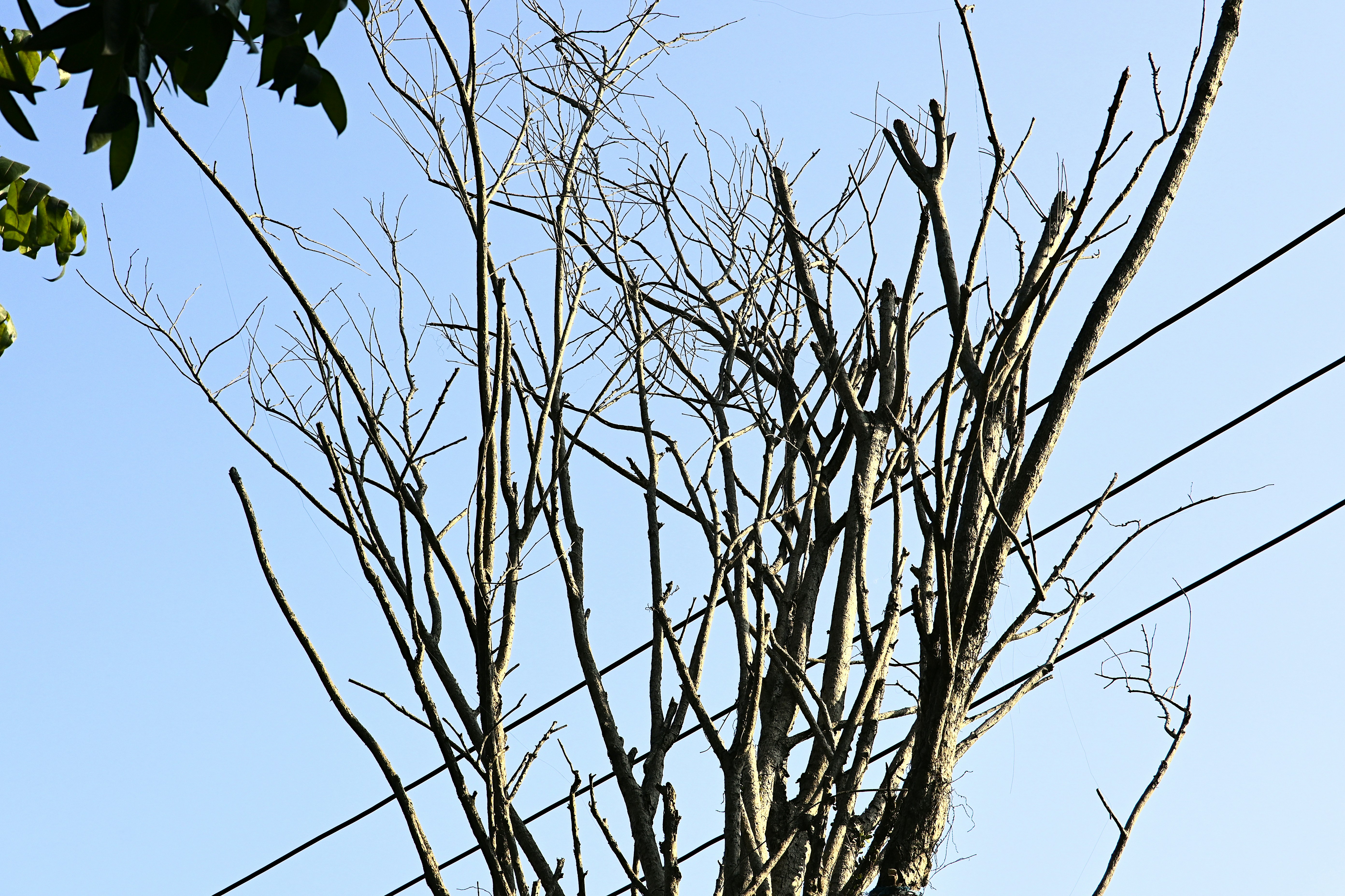 A bird perched on top of a tree branch