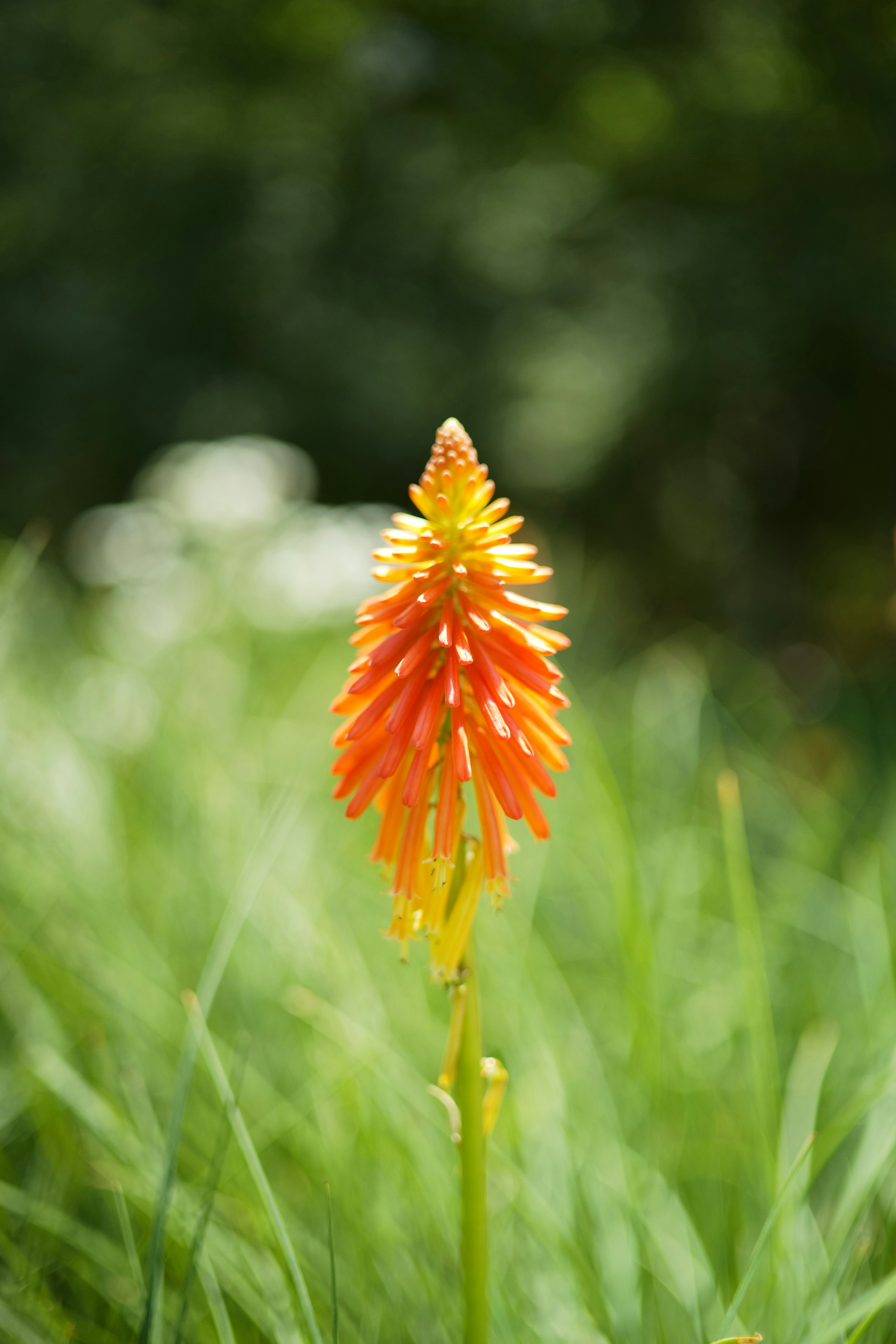 Photo by tommaomaoer