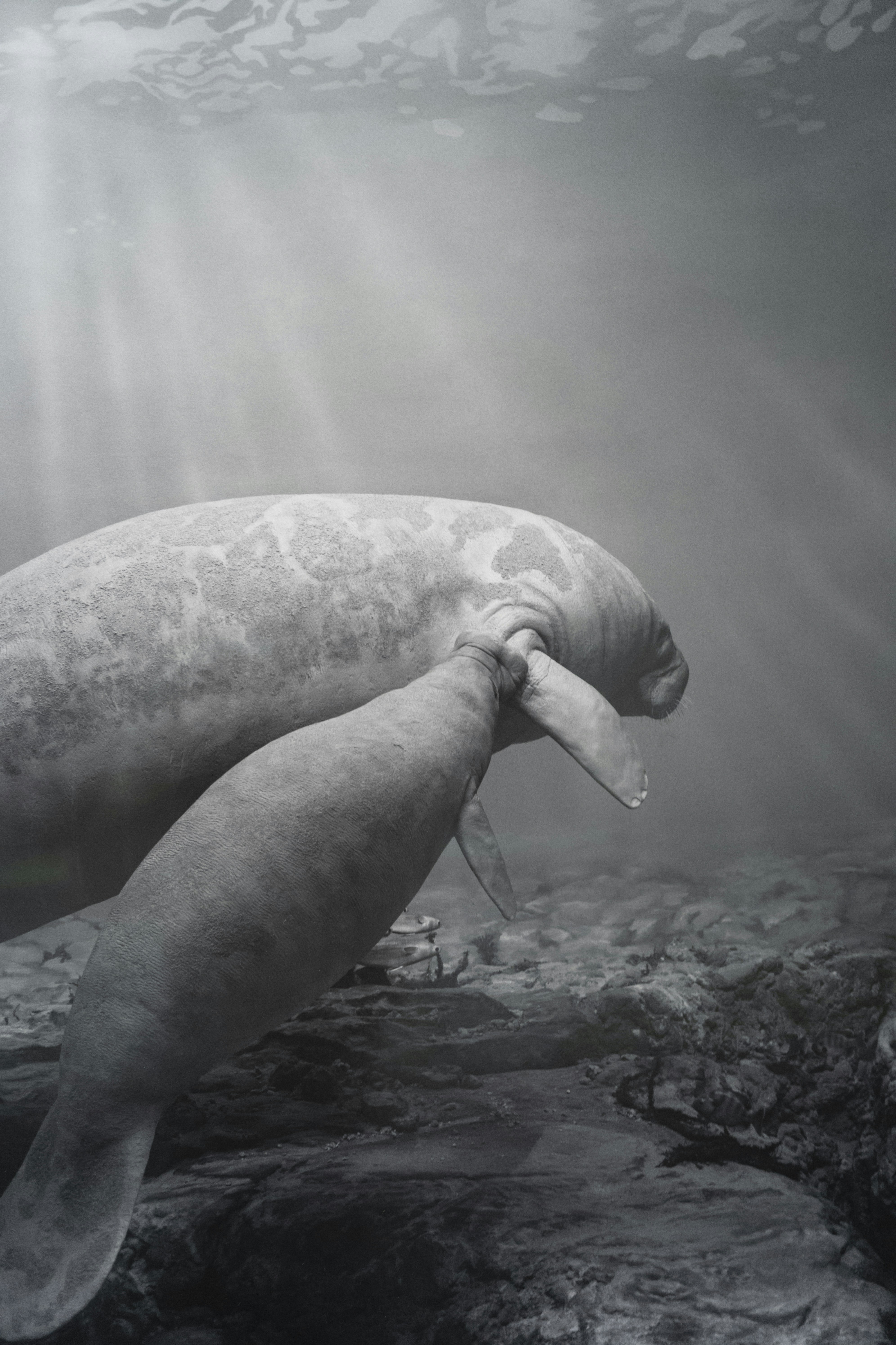 A dug dug dug dug dug dug dug dug dug dug dug dug dug dug dug