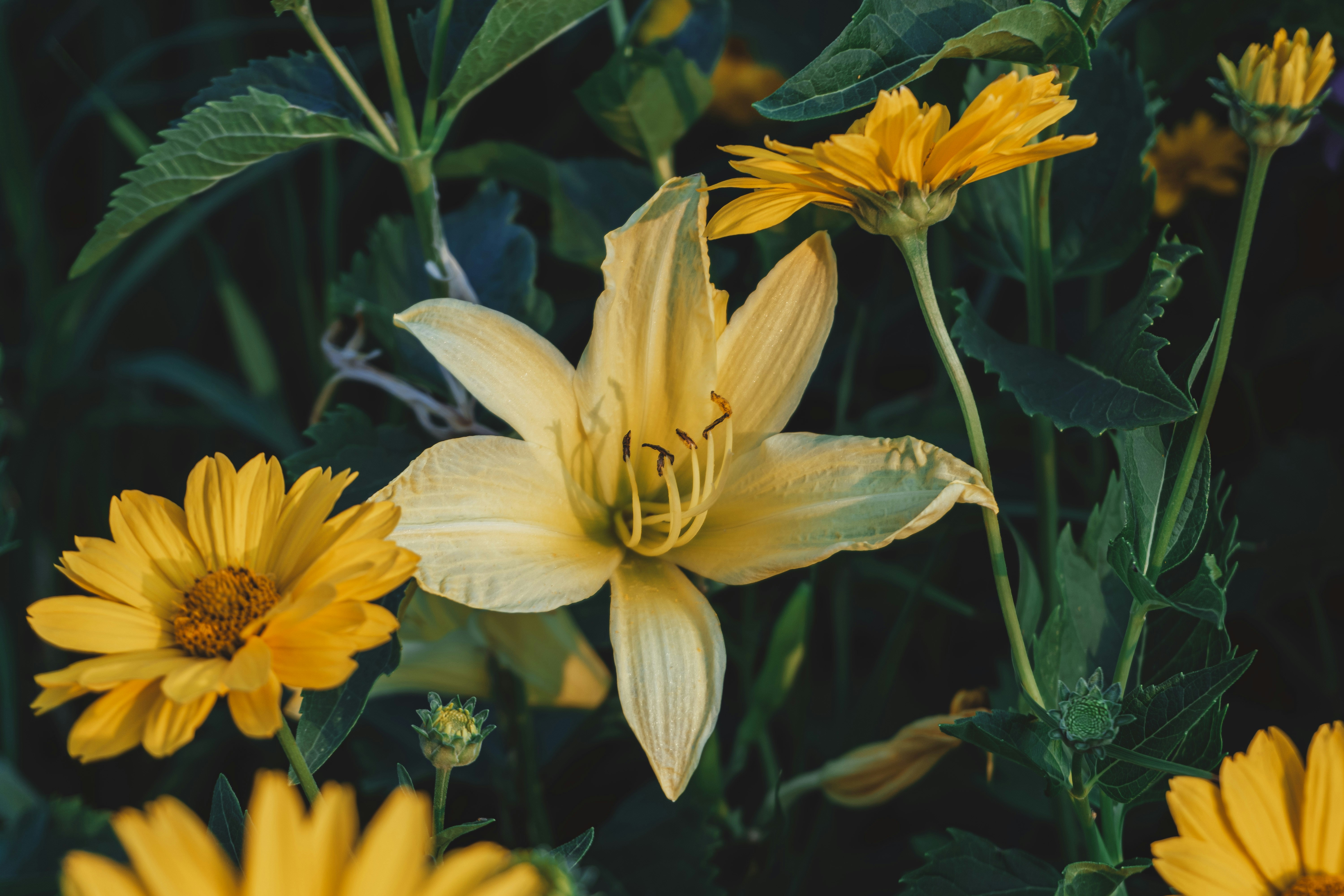A bunch of yellow flowers in a field