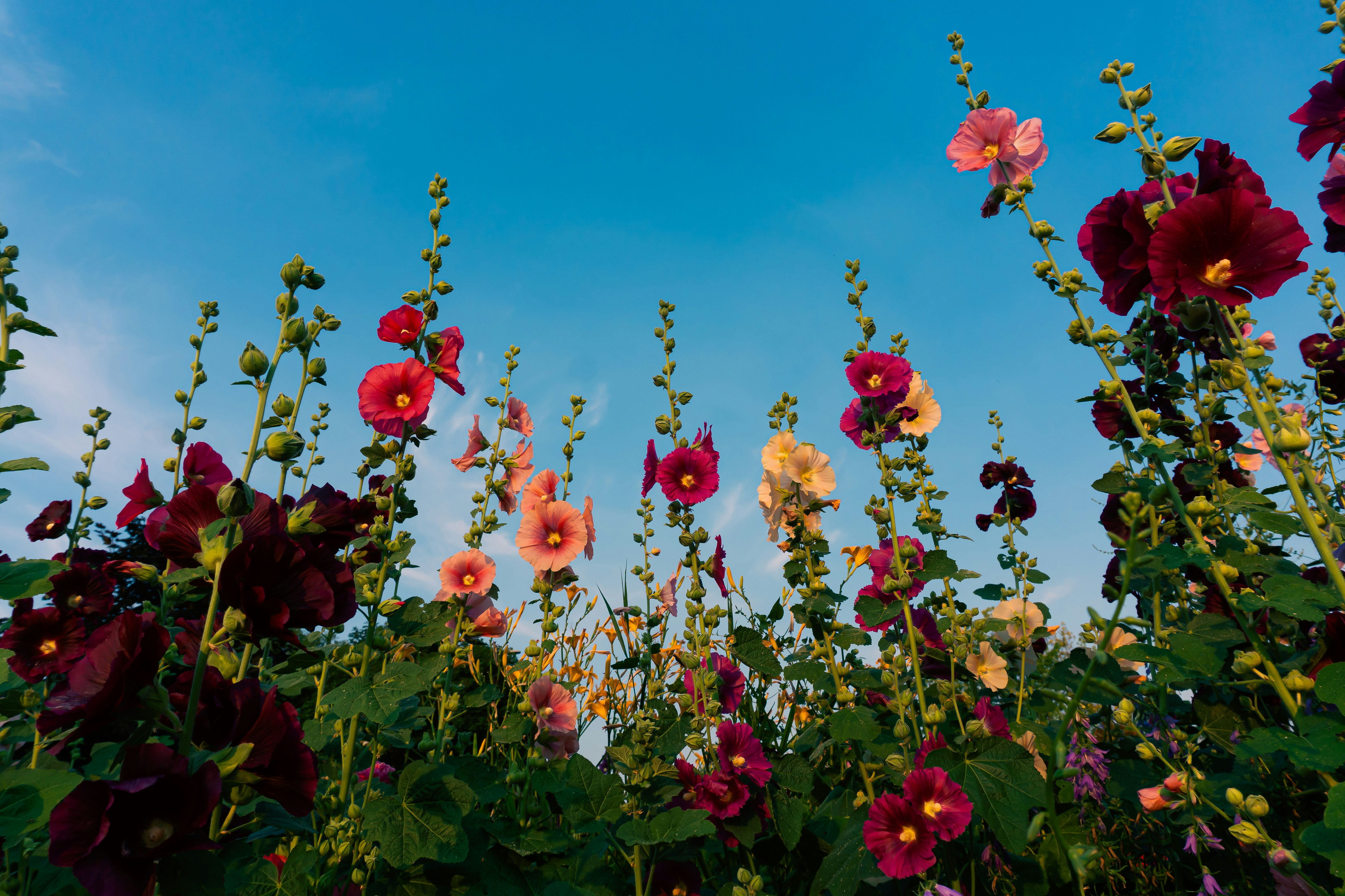 Field Note: Summer Expansions