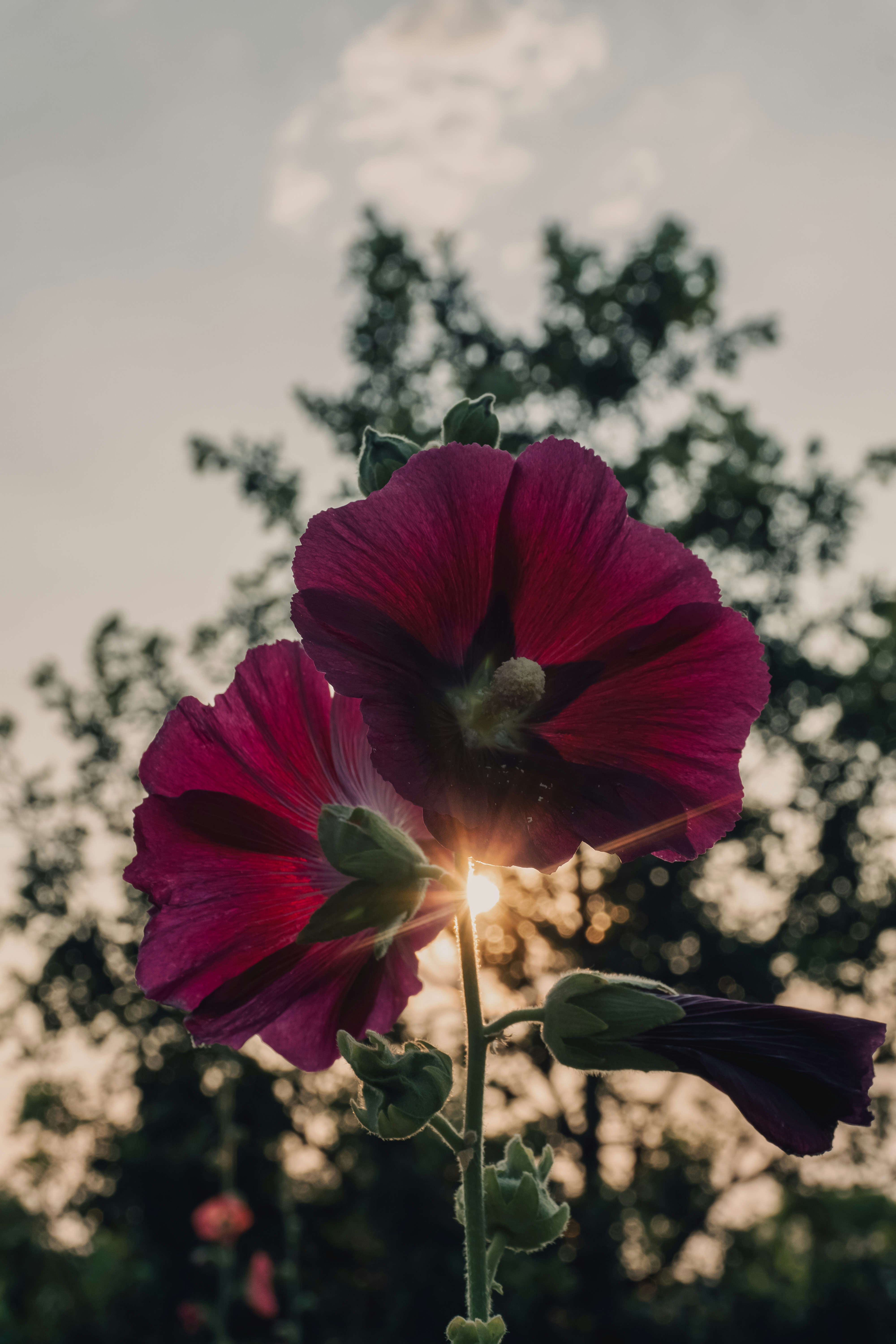 A red flower with the sun shining through it