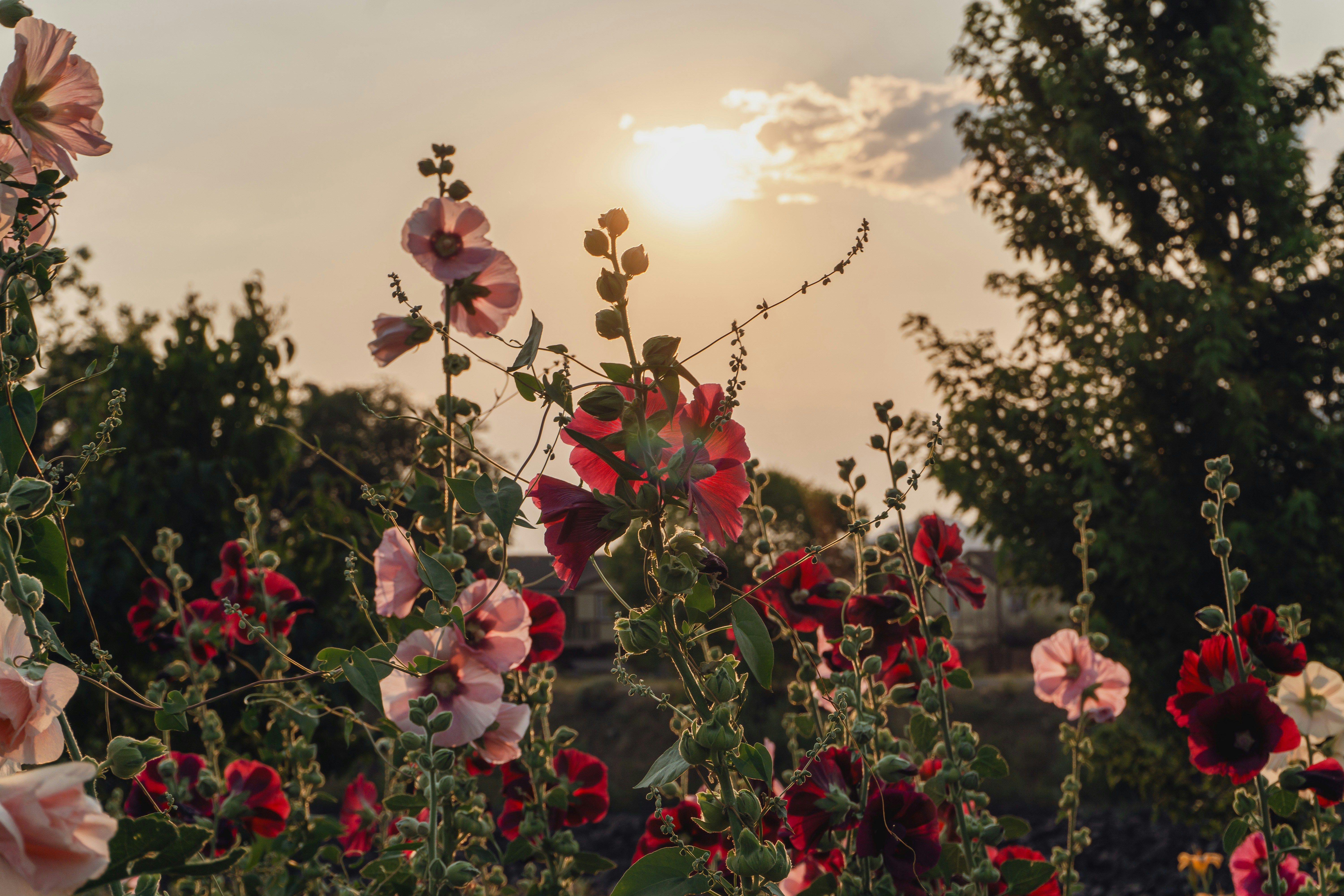 A field of flowers with the sun in the background