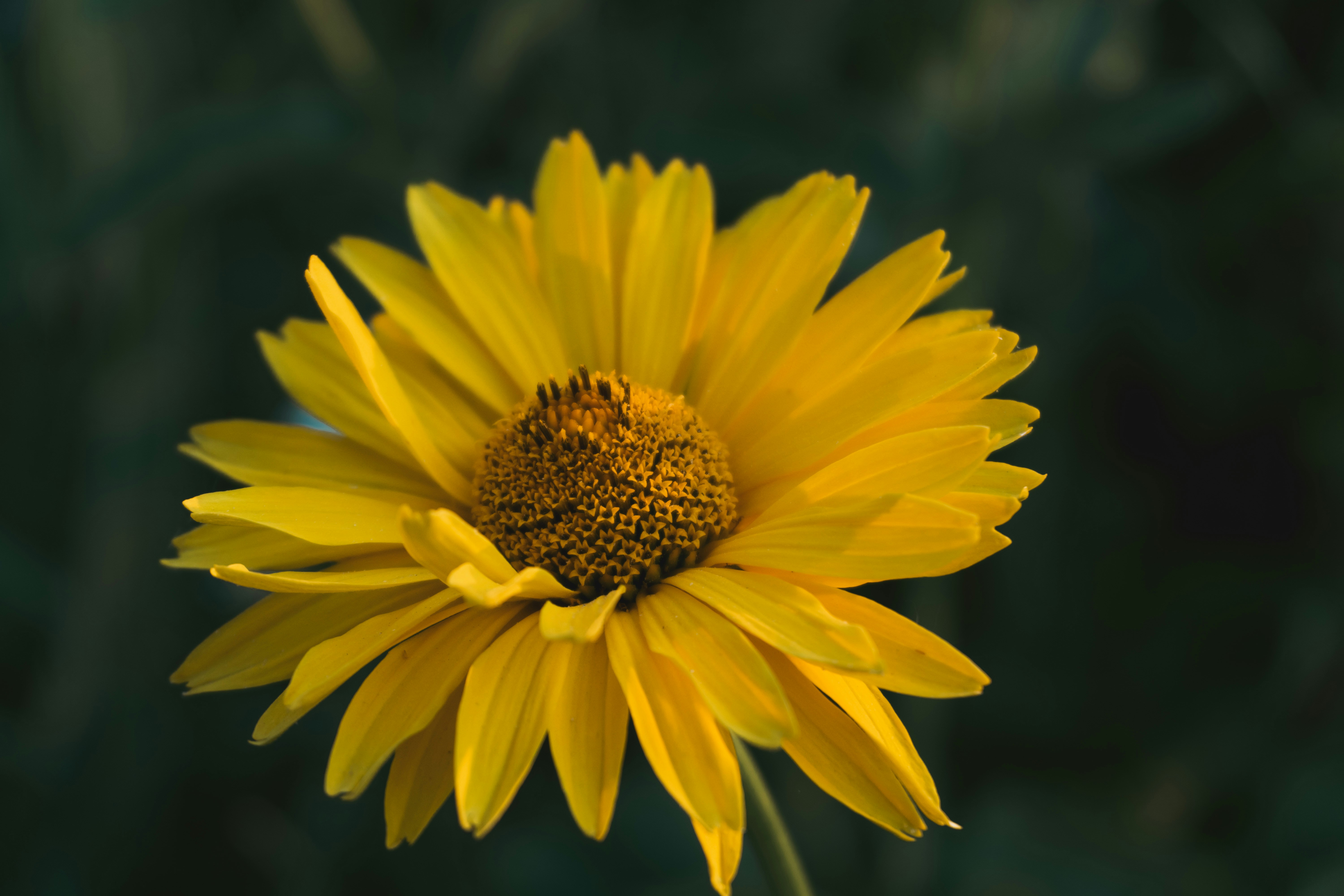 A yellow flower with a green background