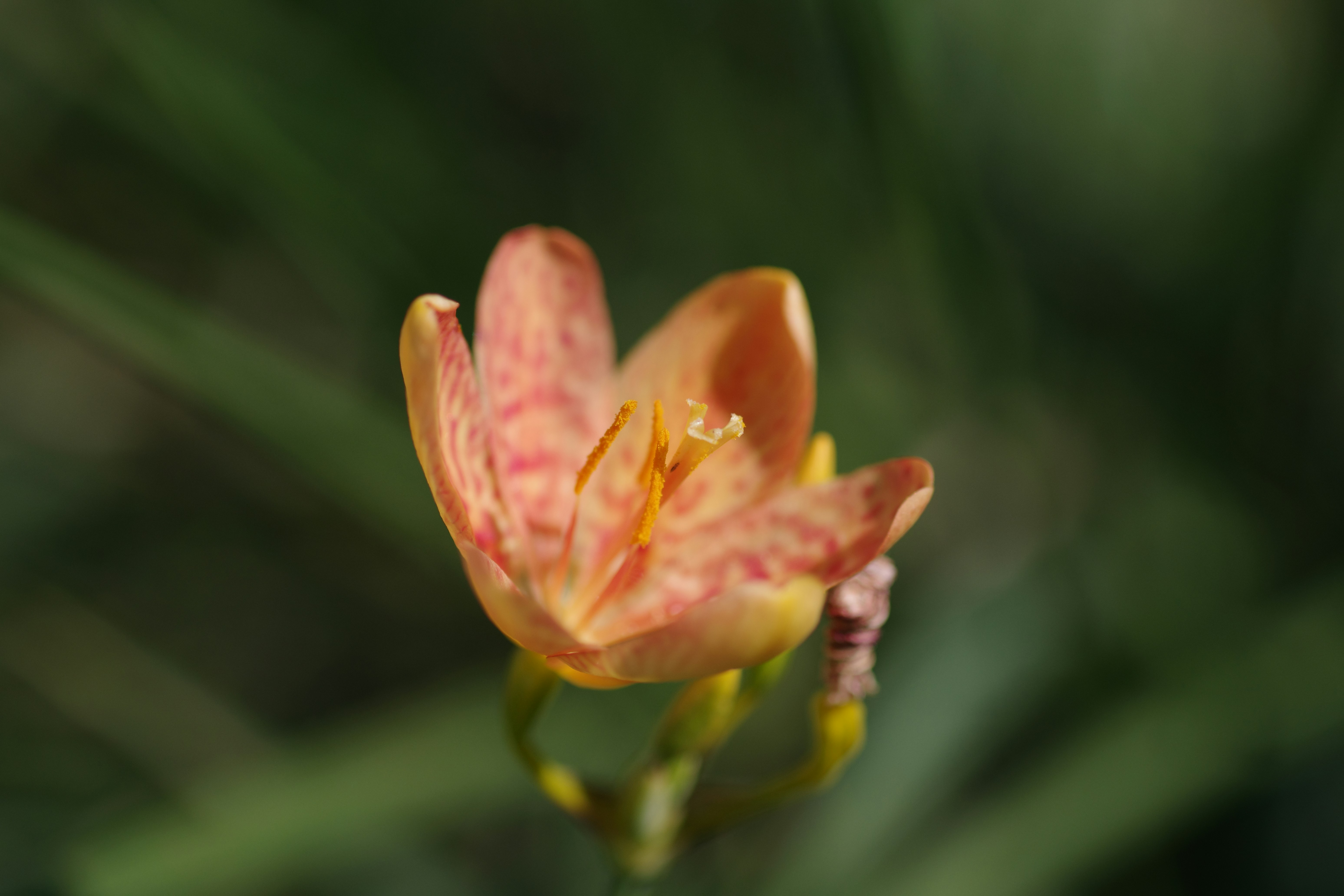 A close up of a flower with a blurry background