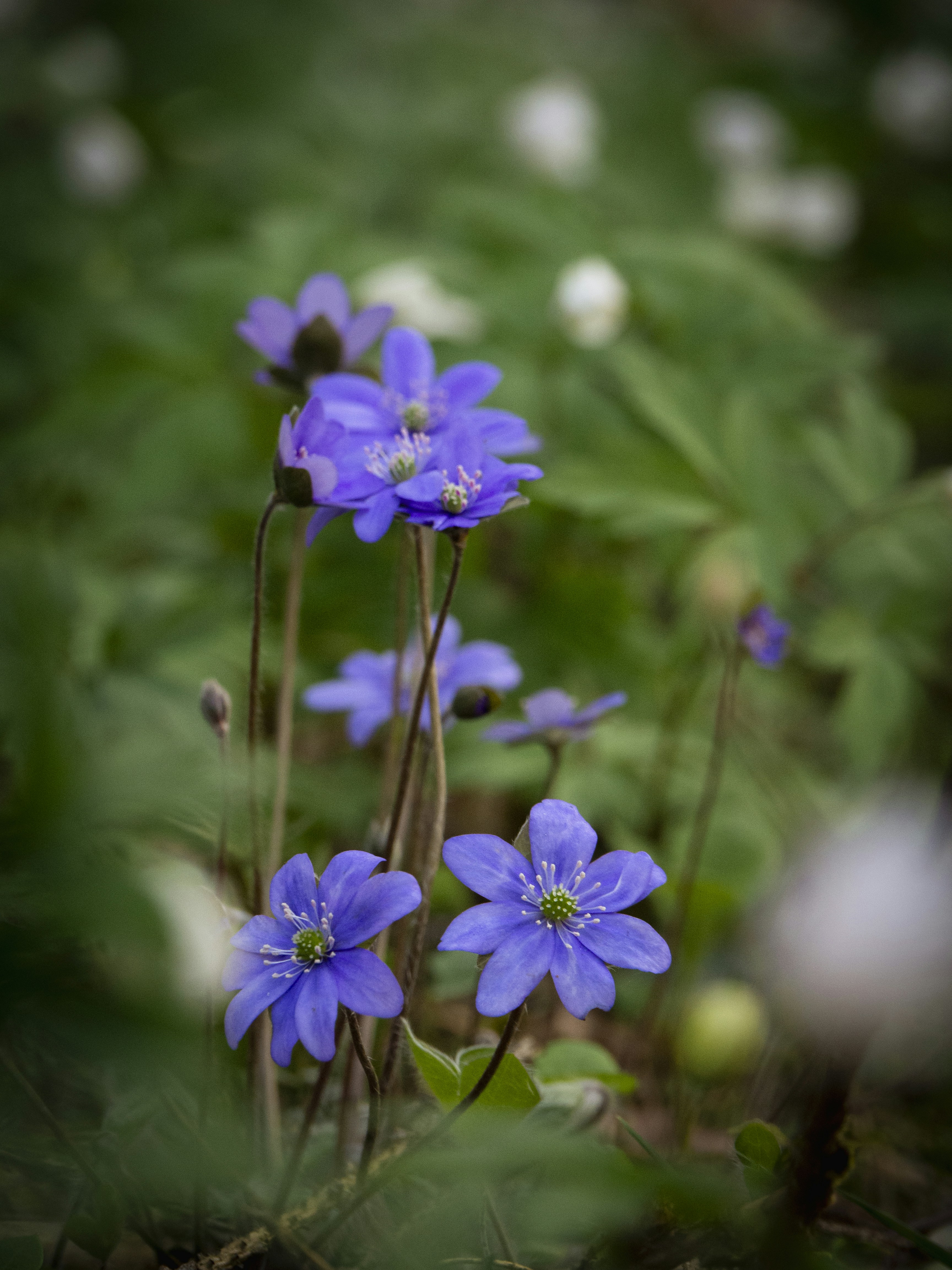 Photo by thegreenfield