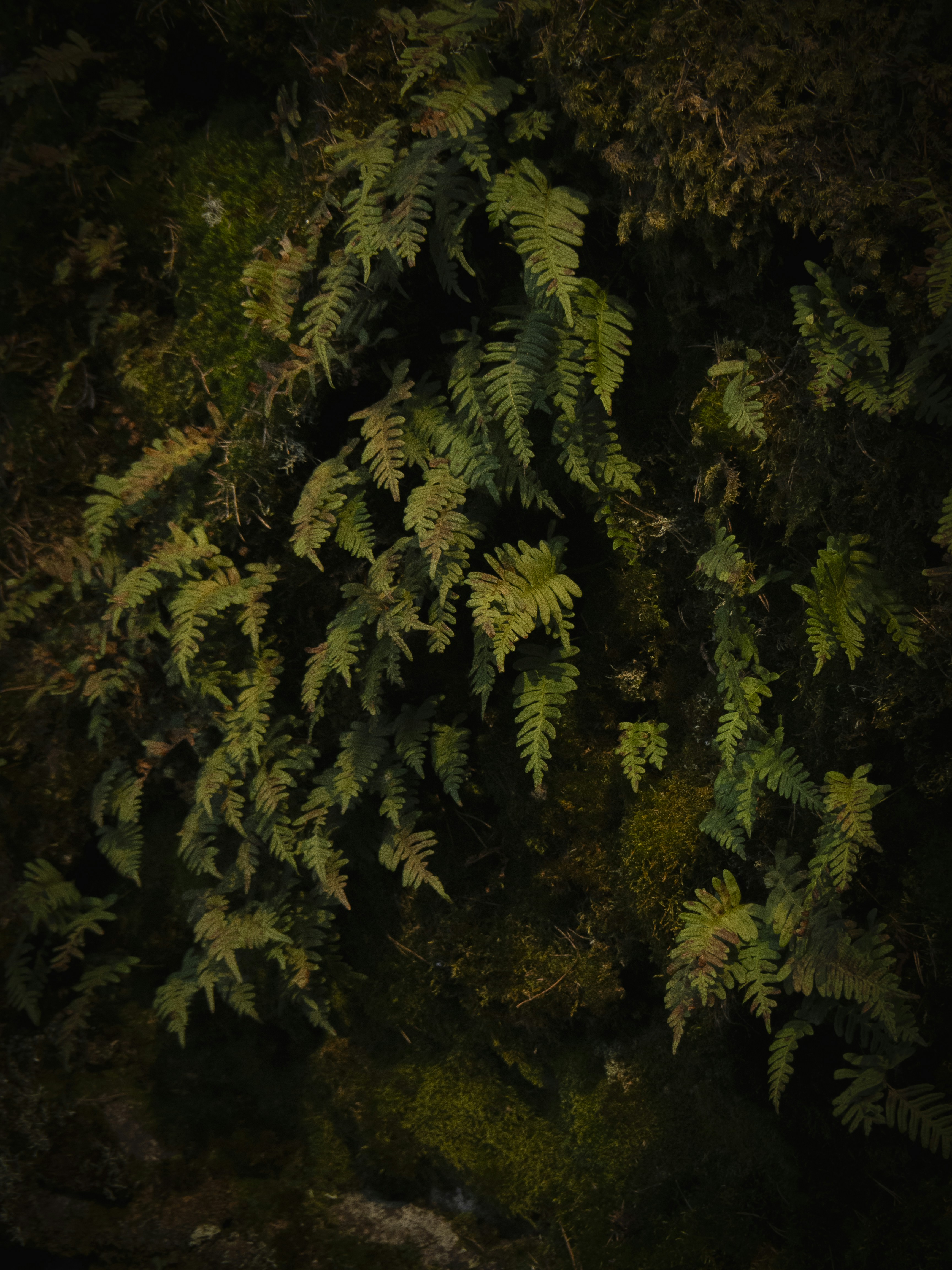 A bird sitting on top of a tree next to a lush green forest