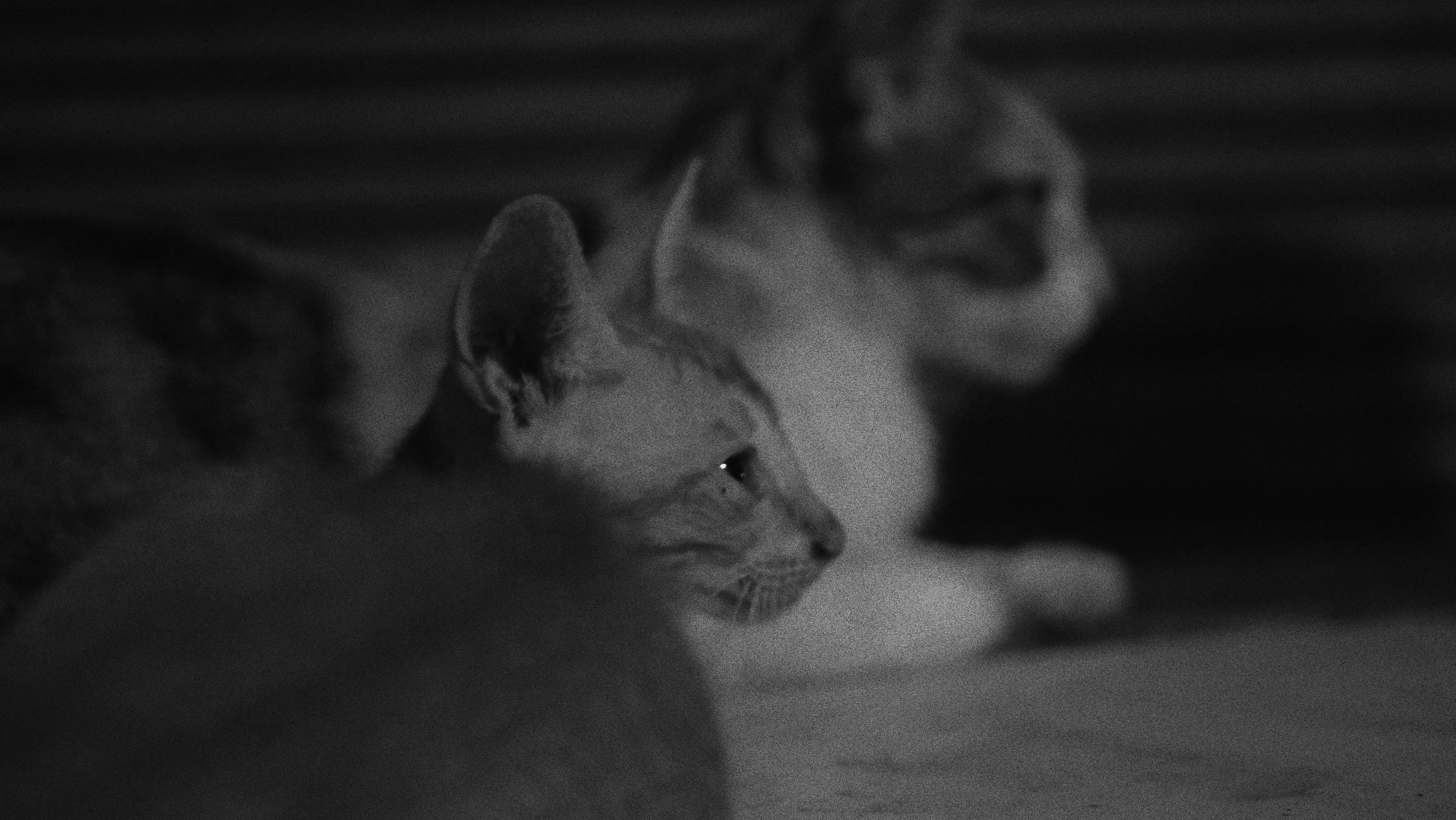 A couple of cats laying on top of a floor