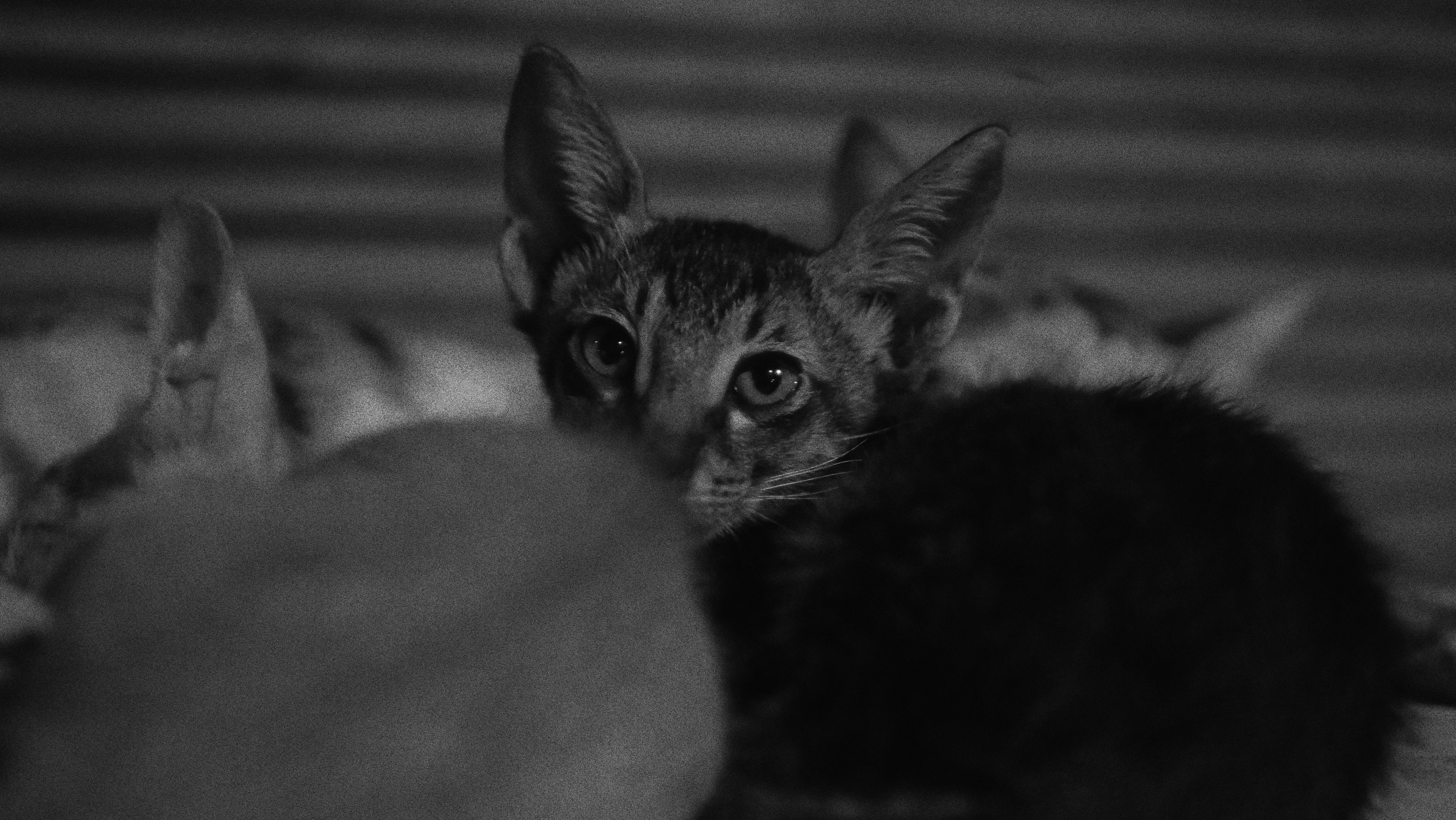 Mimicking Kittenhood Behaviors (image credits: unsplash)