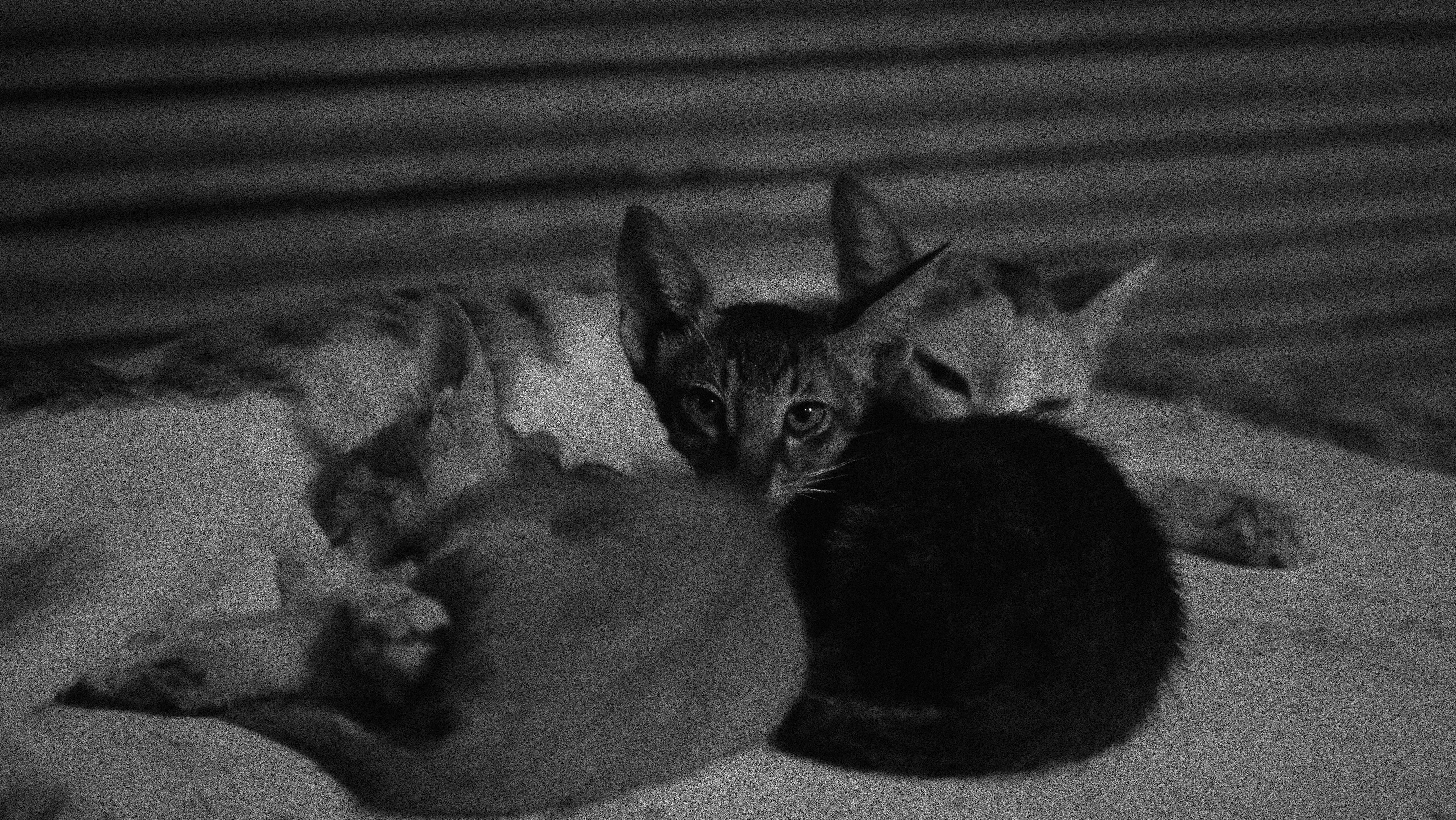 Early Kittenhood: The Roots of Attachment (image credits: unsplash)