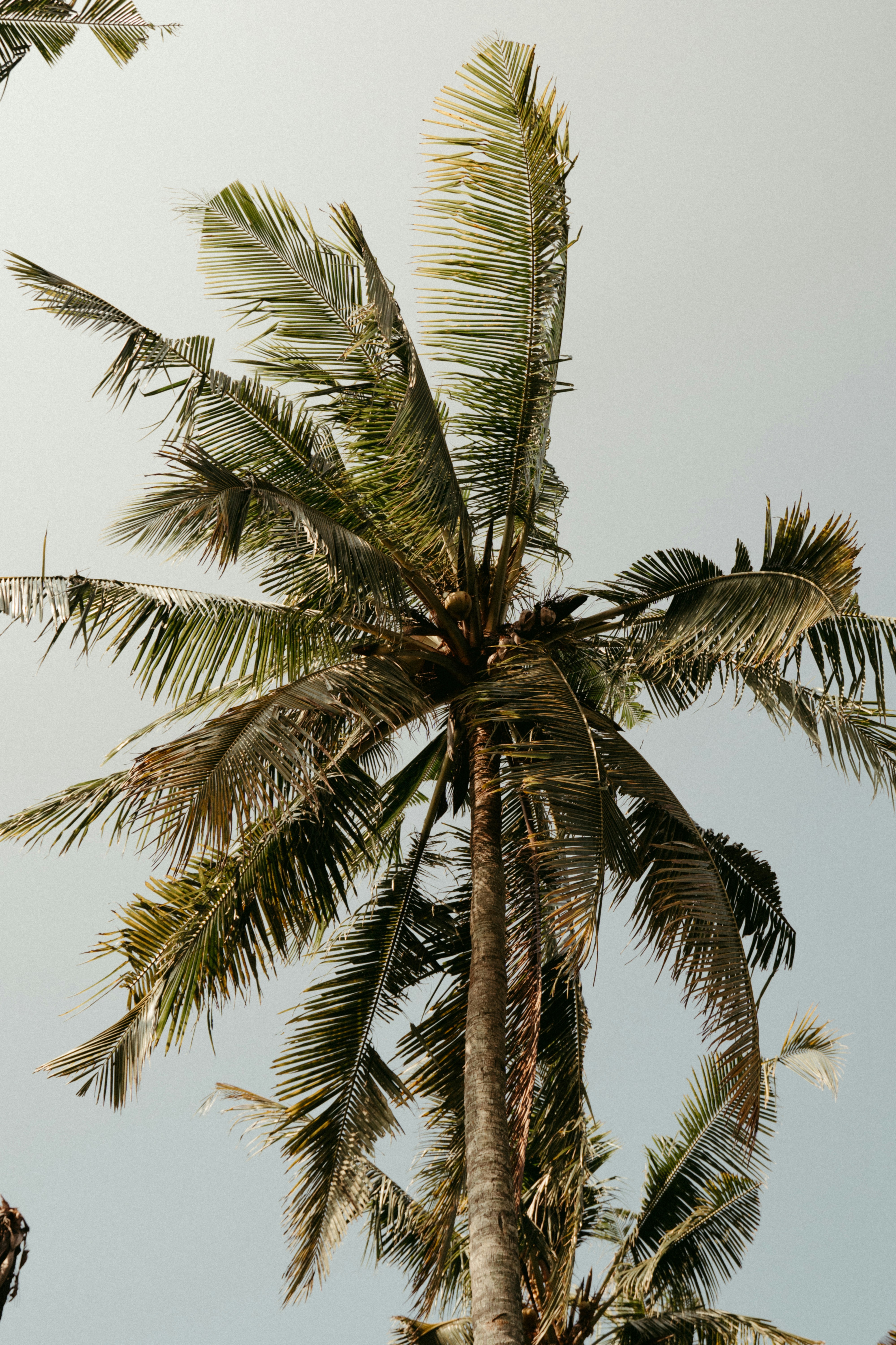 A tall palm tree with a sky background