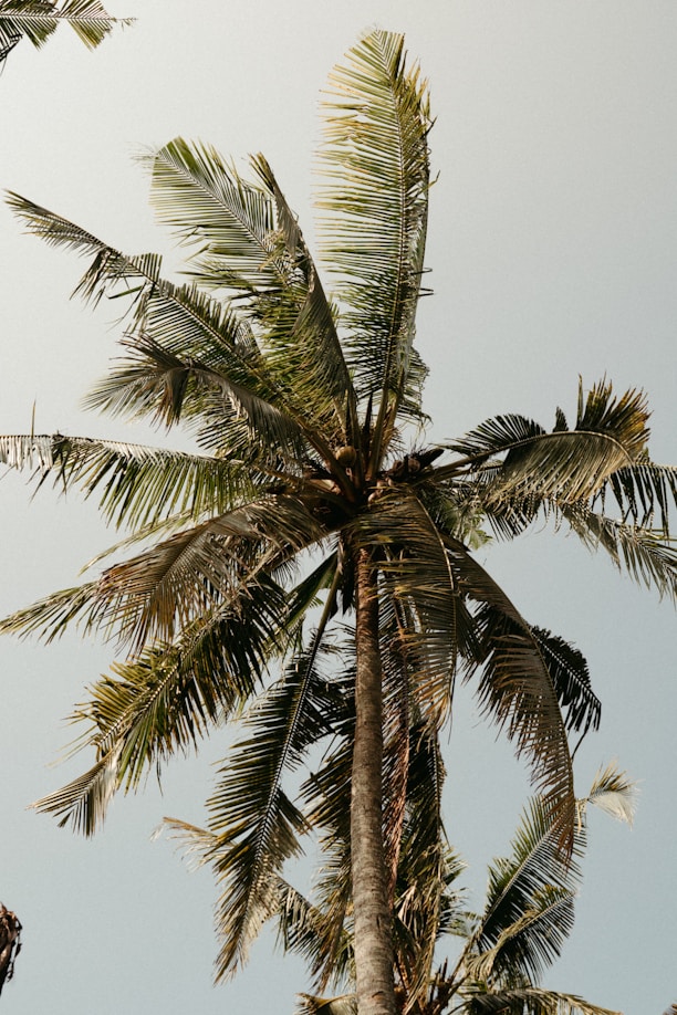 A tall palm tree with a sky background