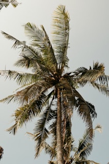 A tall palm tree with a sky background