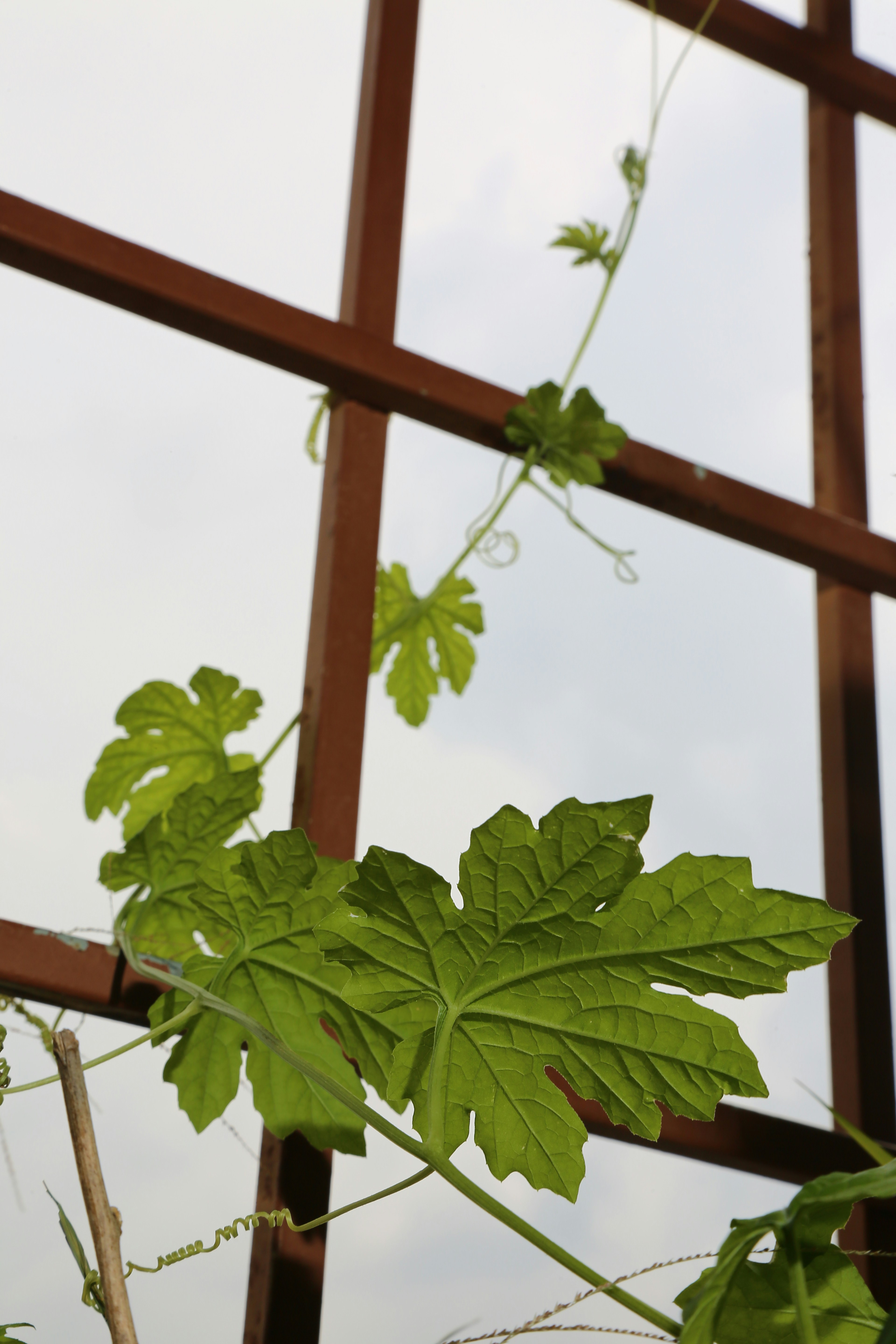 A window with a plant growing inside of it