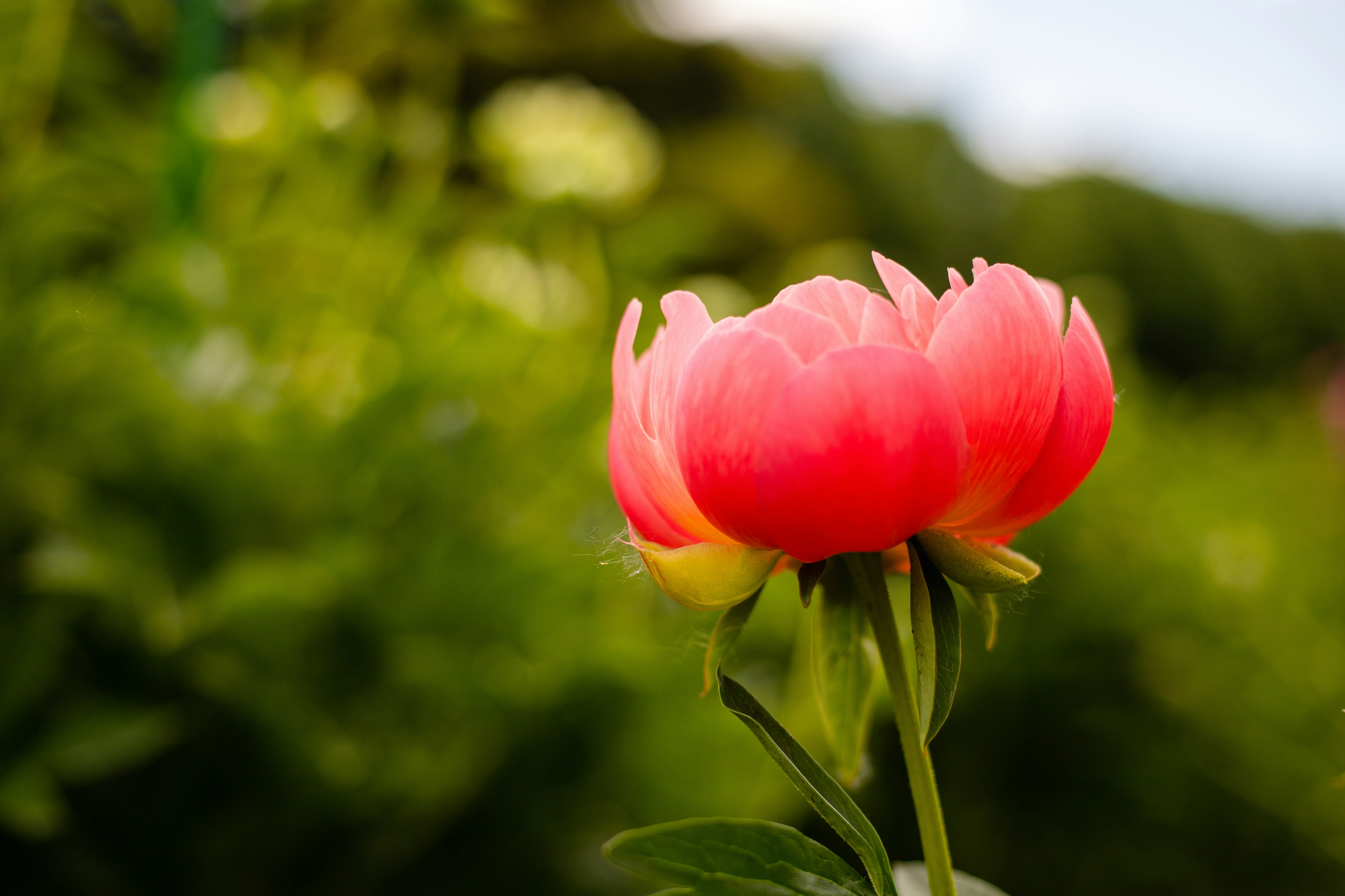 Photo by solomonikvik