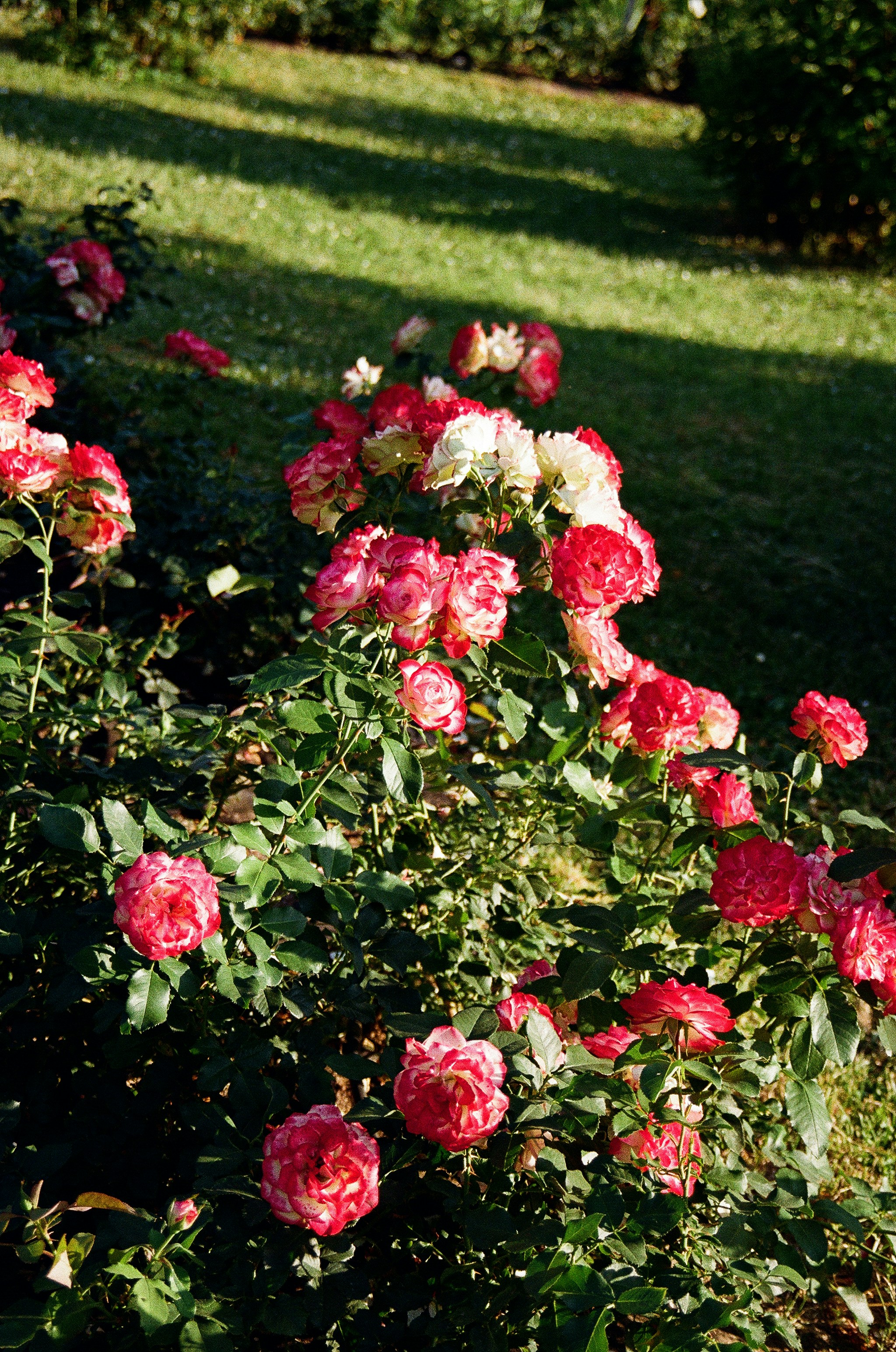 Photo by valeria_klys