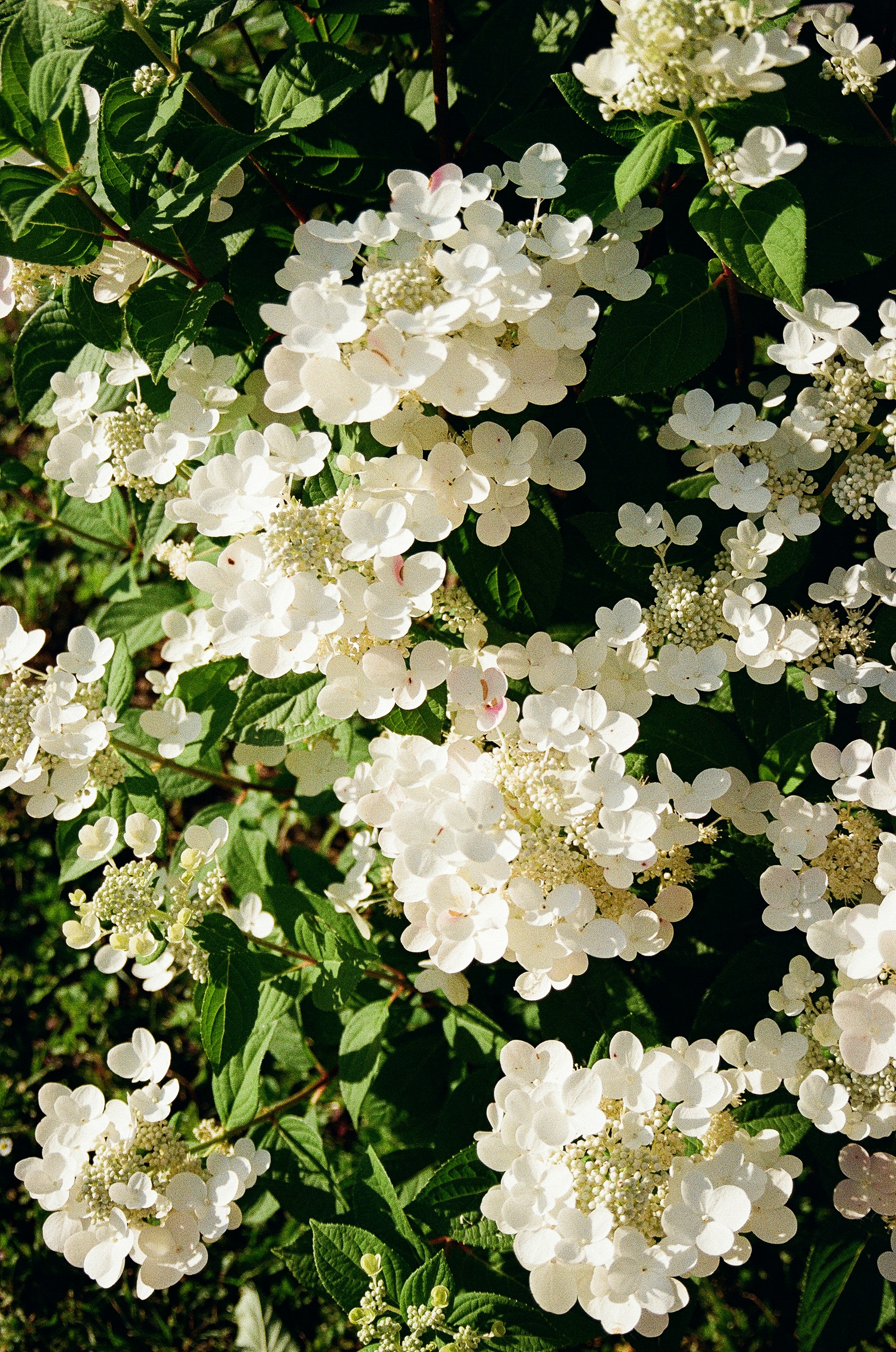 Photo by valeria_klys