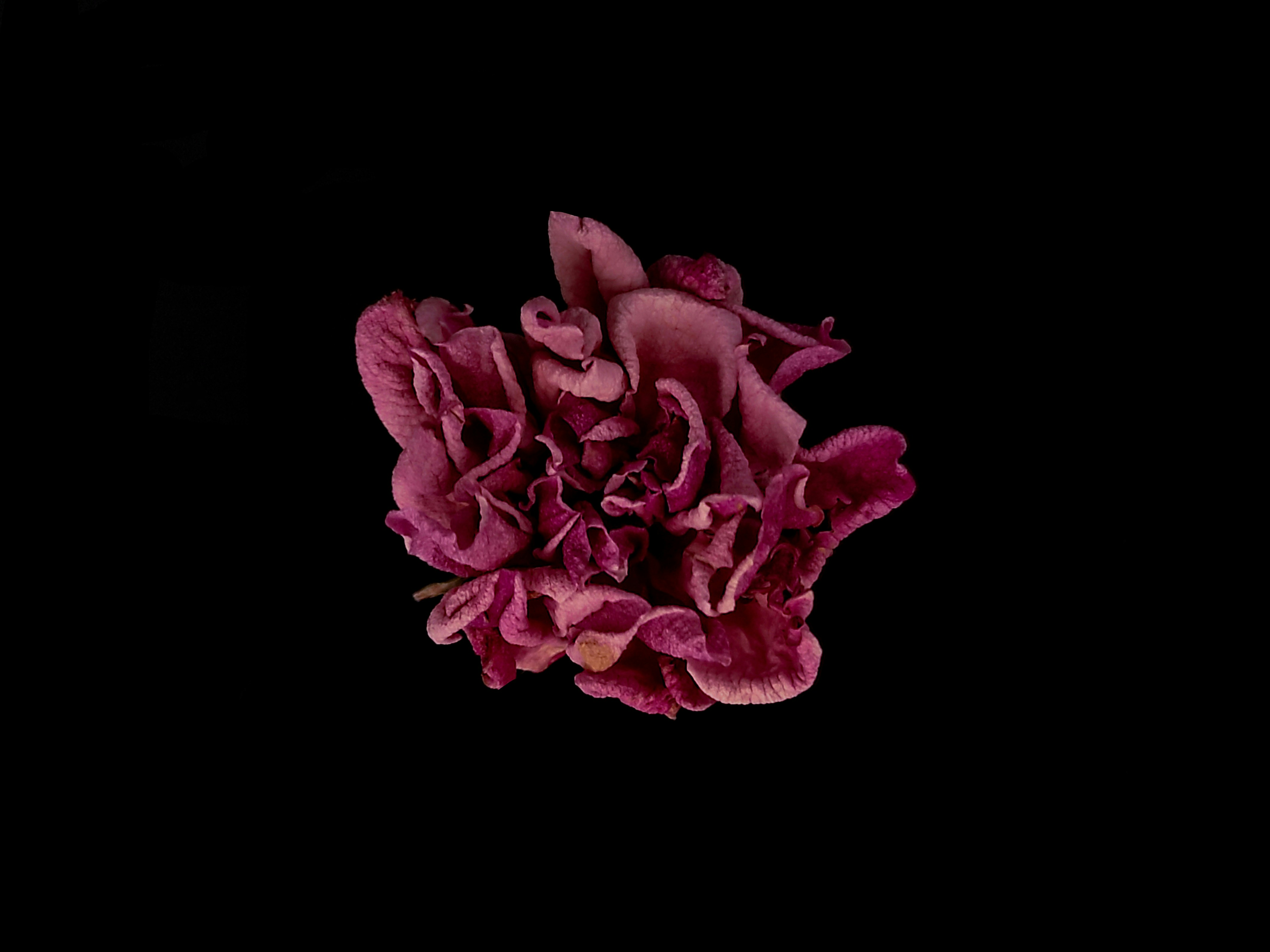 Photo by daniela_e_photography