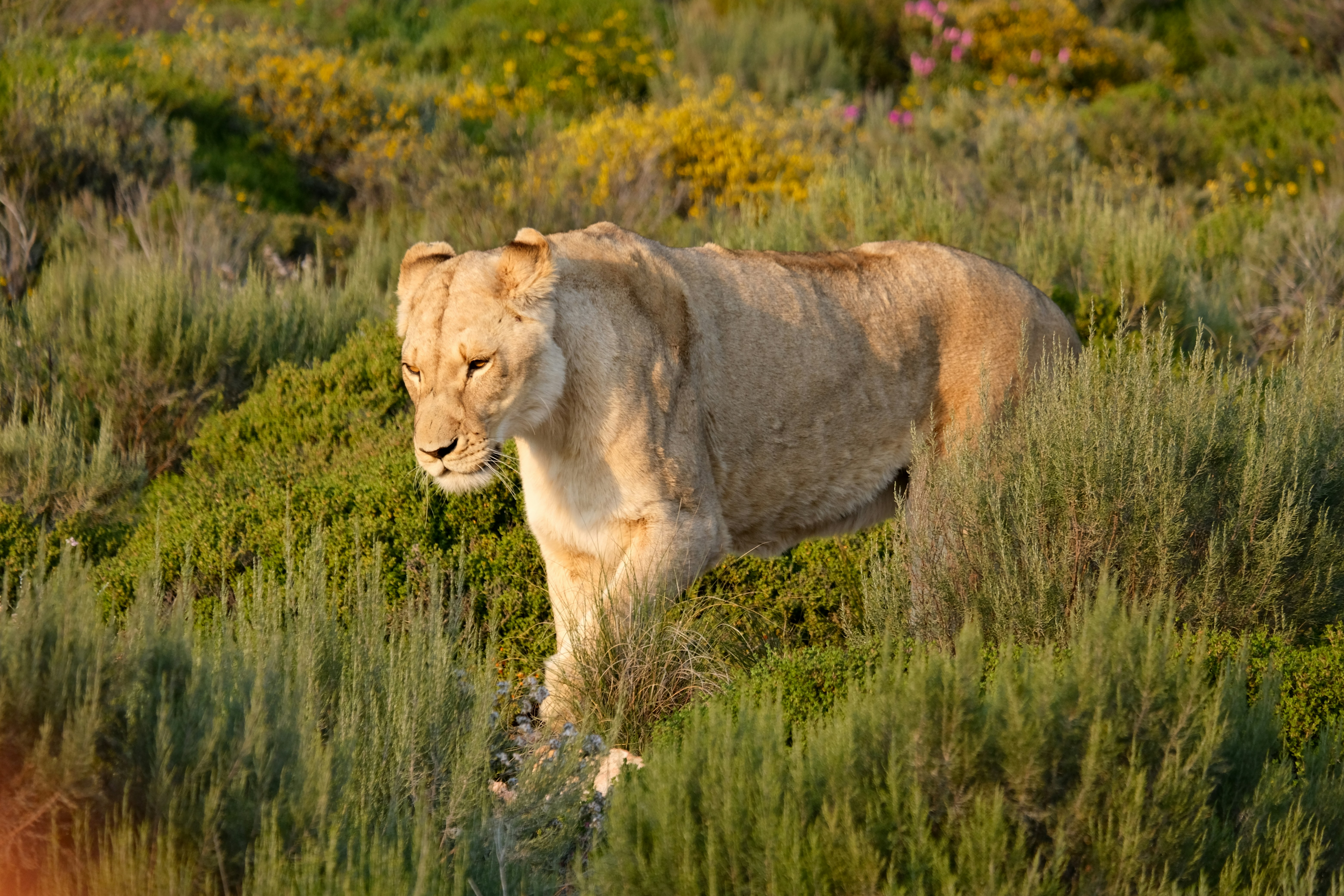Face in the Grass: Lions in Tall Savannah (image credits: unsplash)