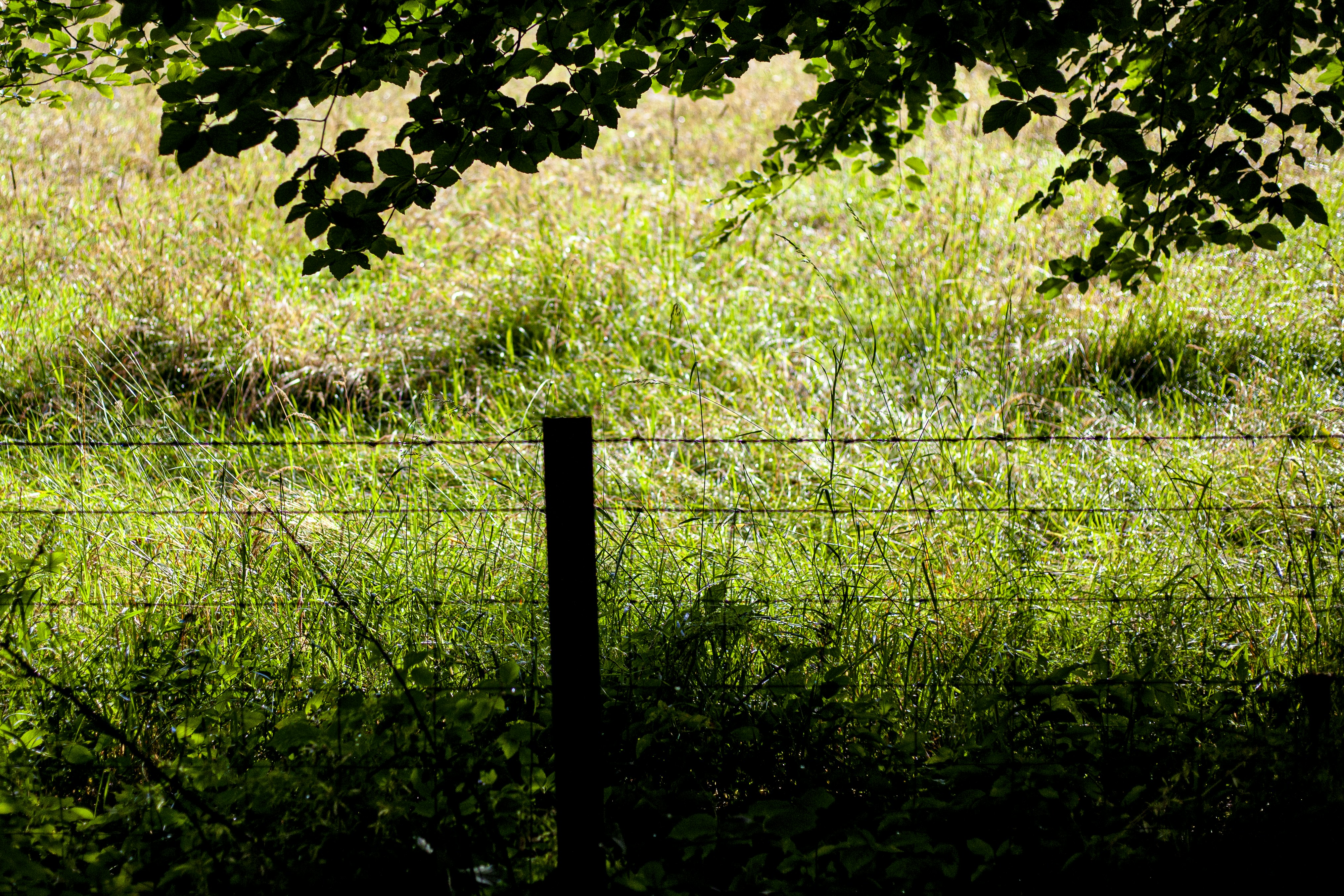 A sheep standing in a field next to a fence