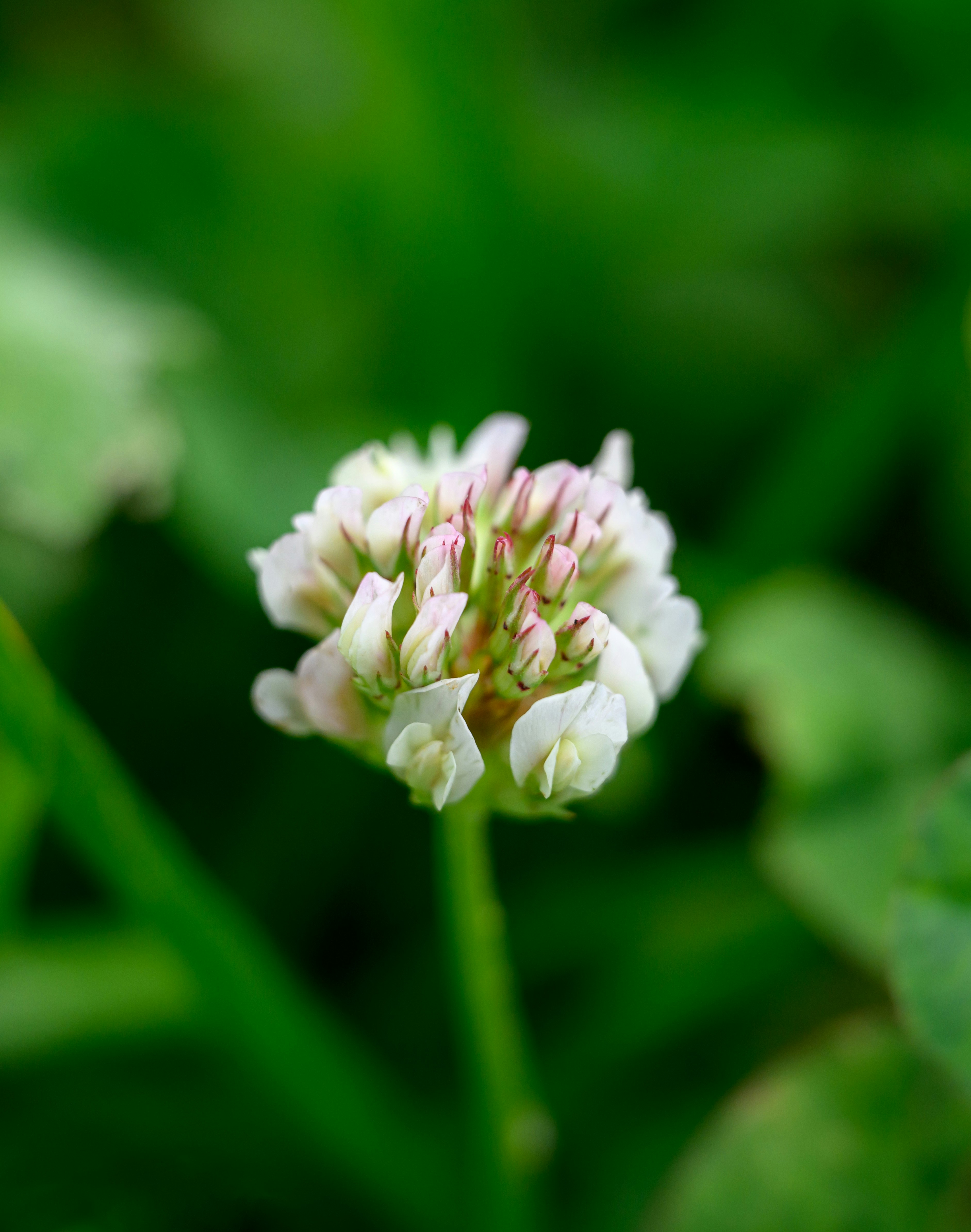 White Clover