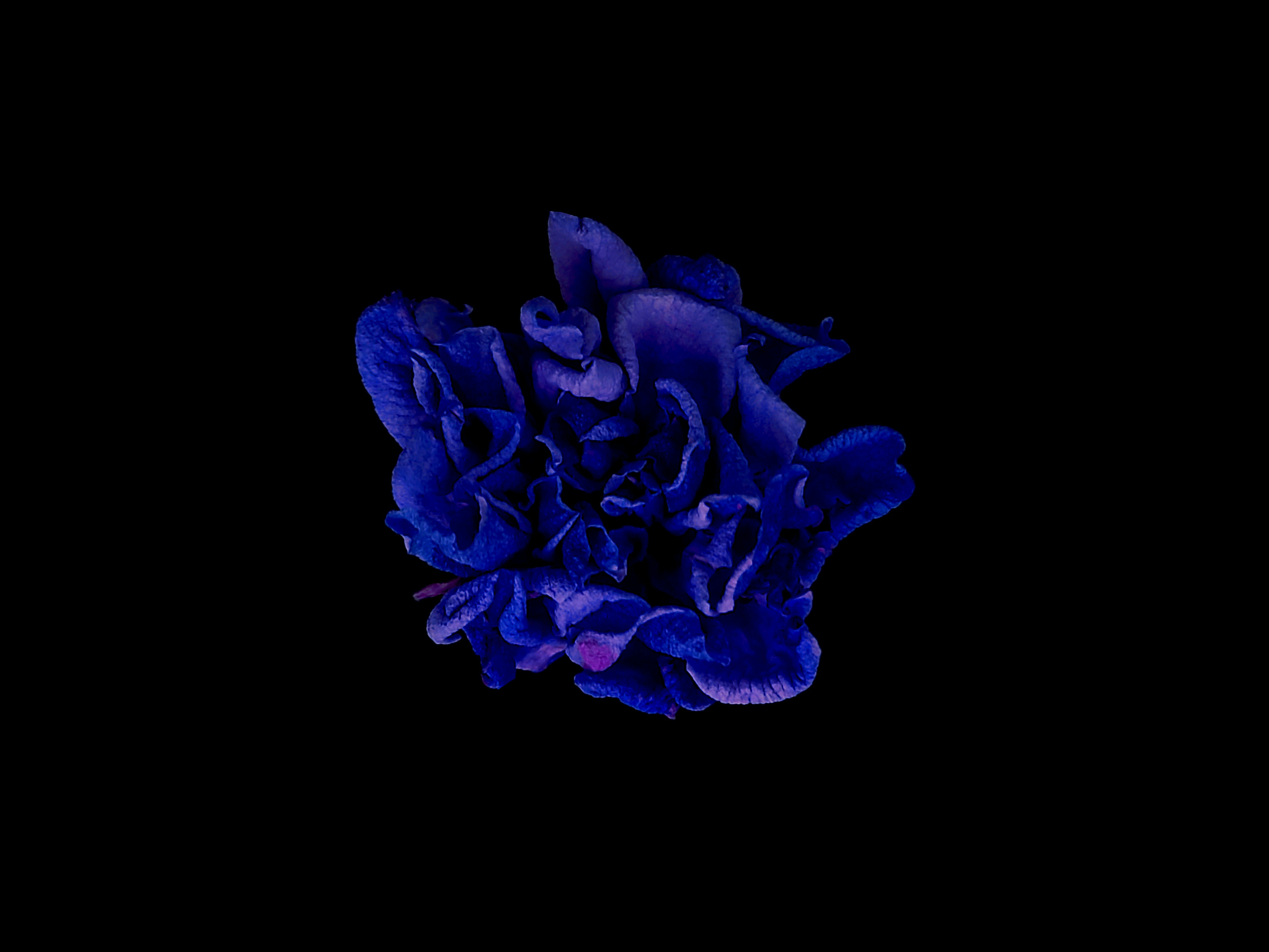 A blue flower in the dark with a black background