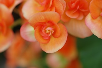 A close up of a bunch of orange flowers