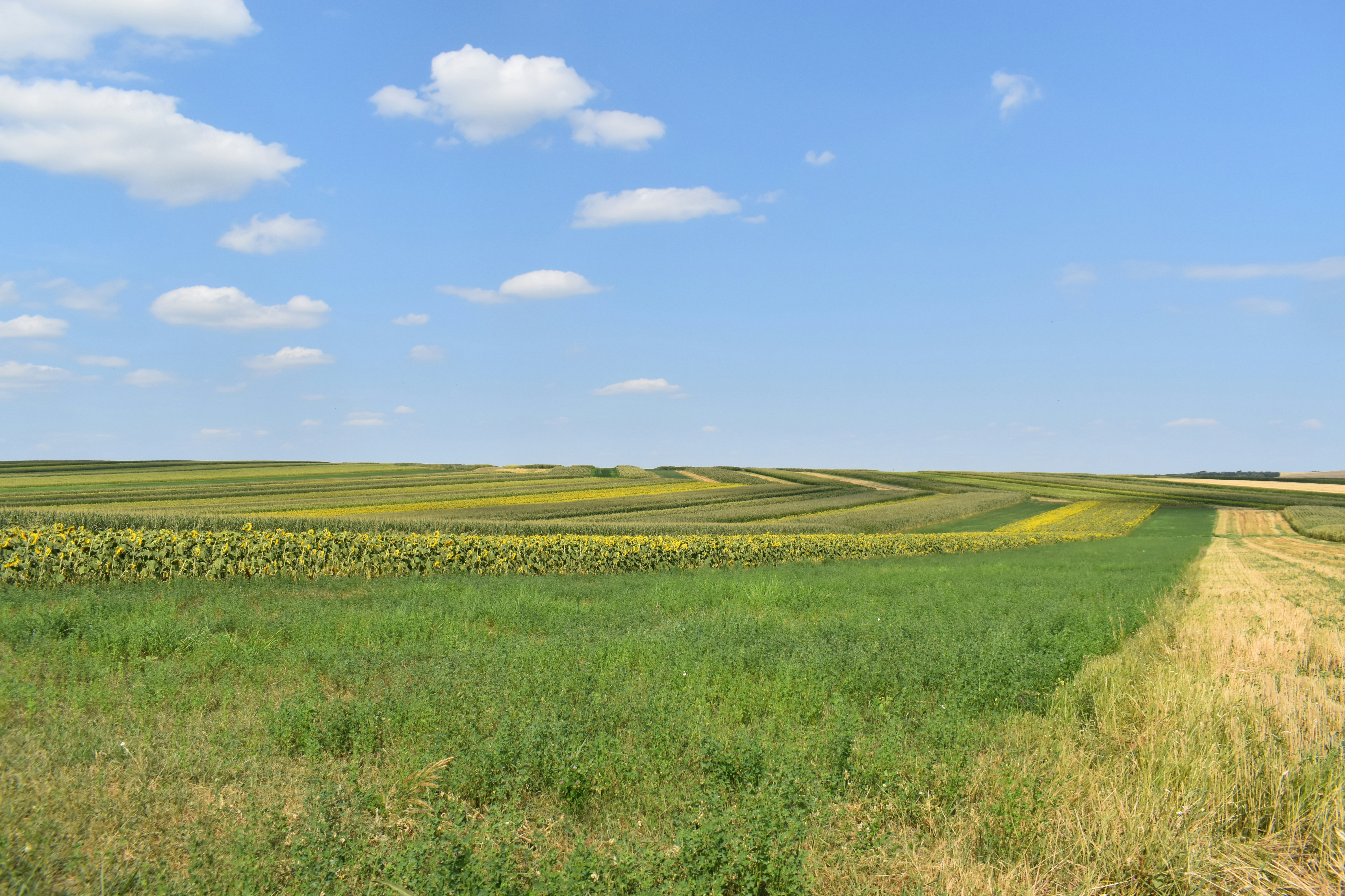 Distribution of Textbooks to Primary Schools