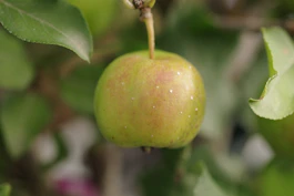 A close up of a green apple on a tree
