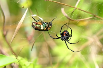 A couple of black bugs sitting on top of a green plant