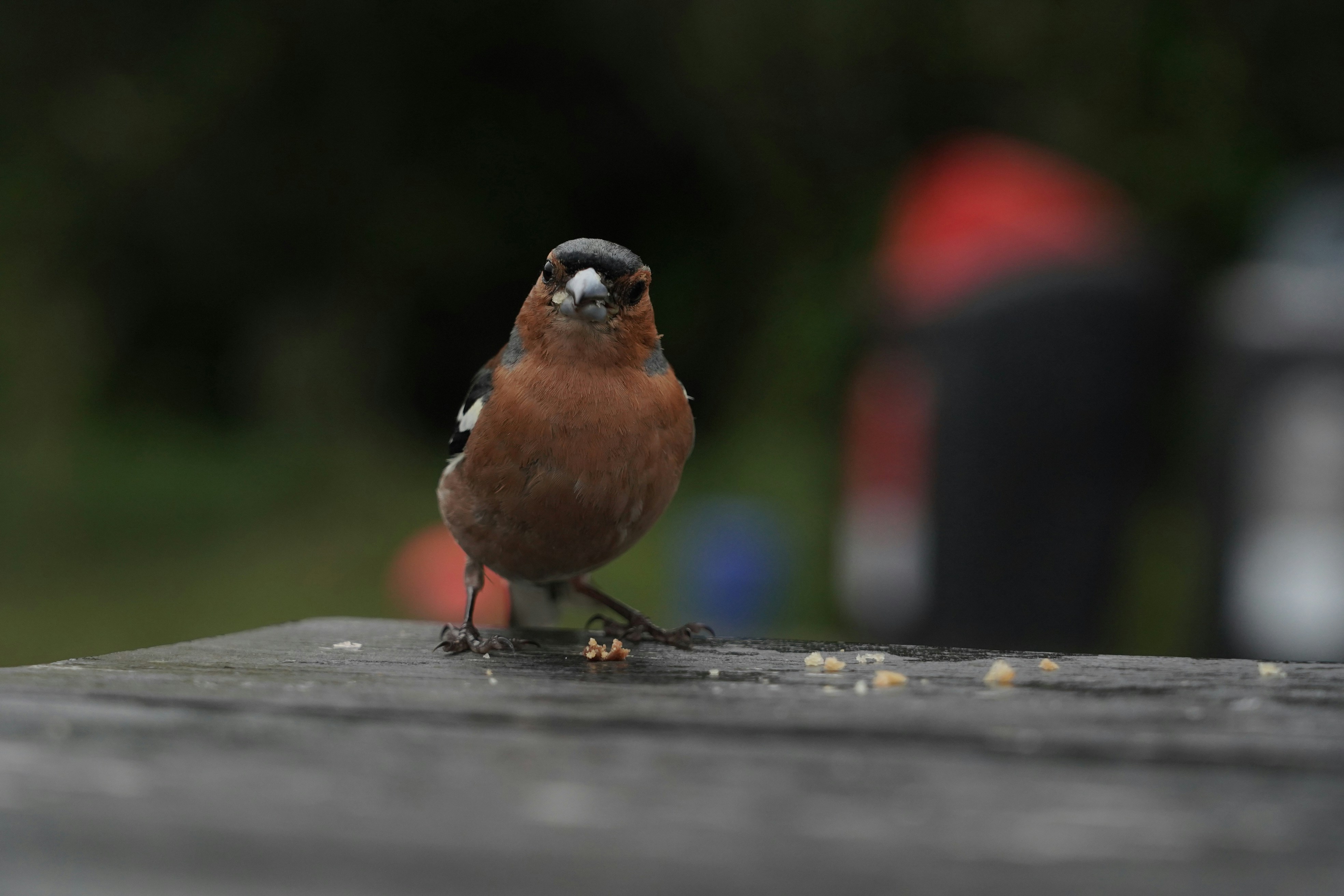 A small bird sitting on top of a wooden table
