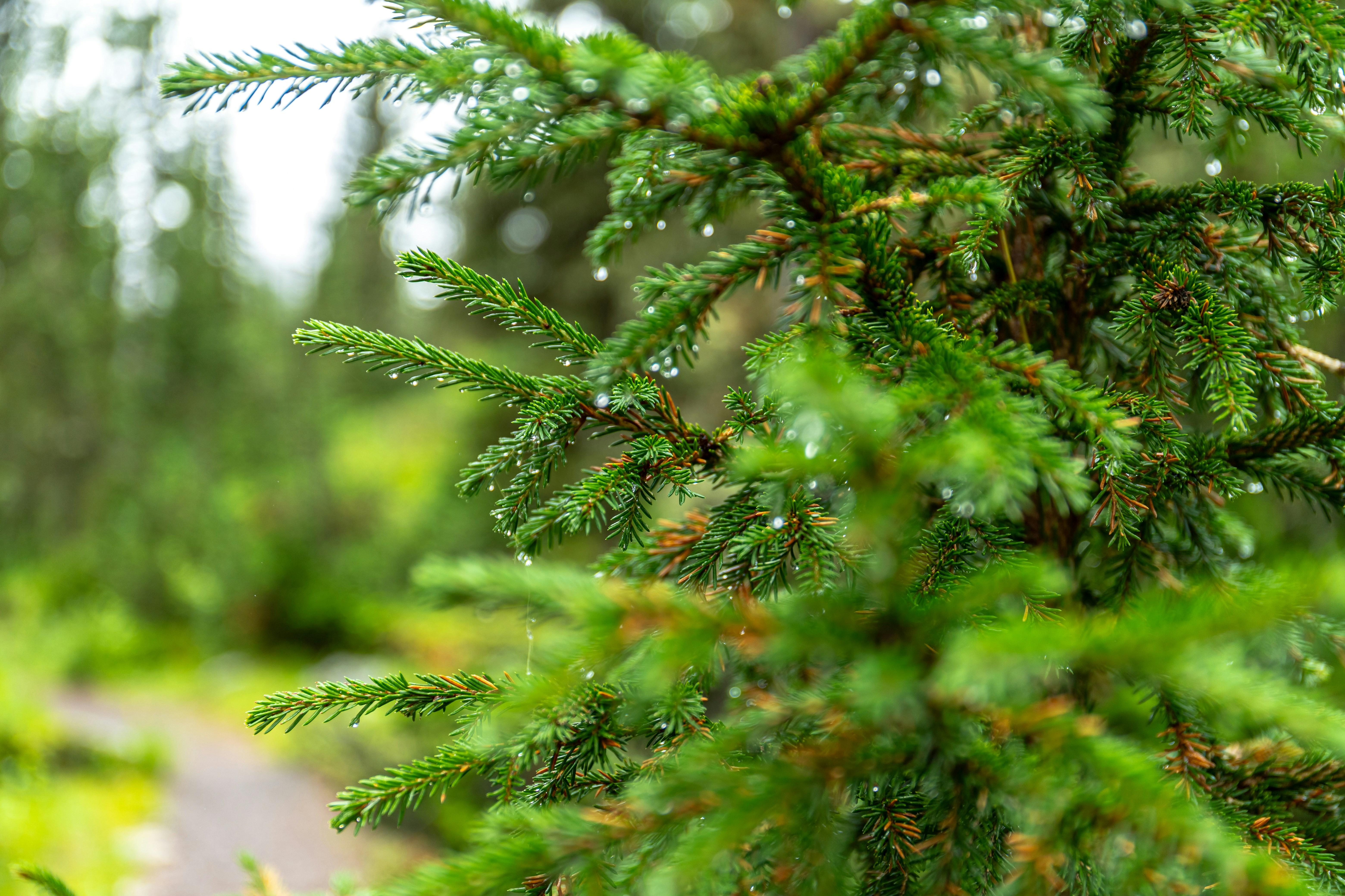 Photo by solomonikvik