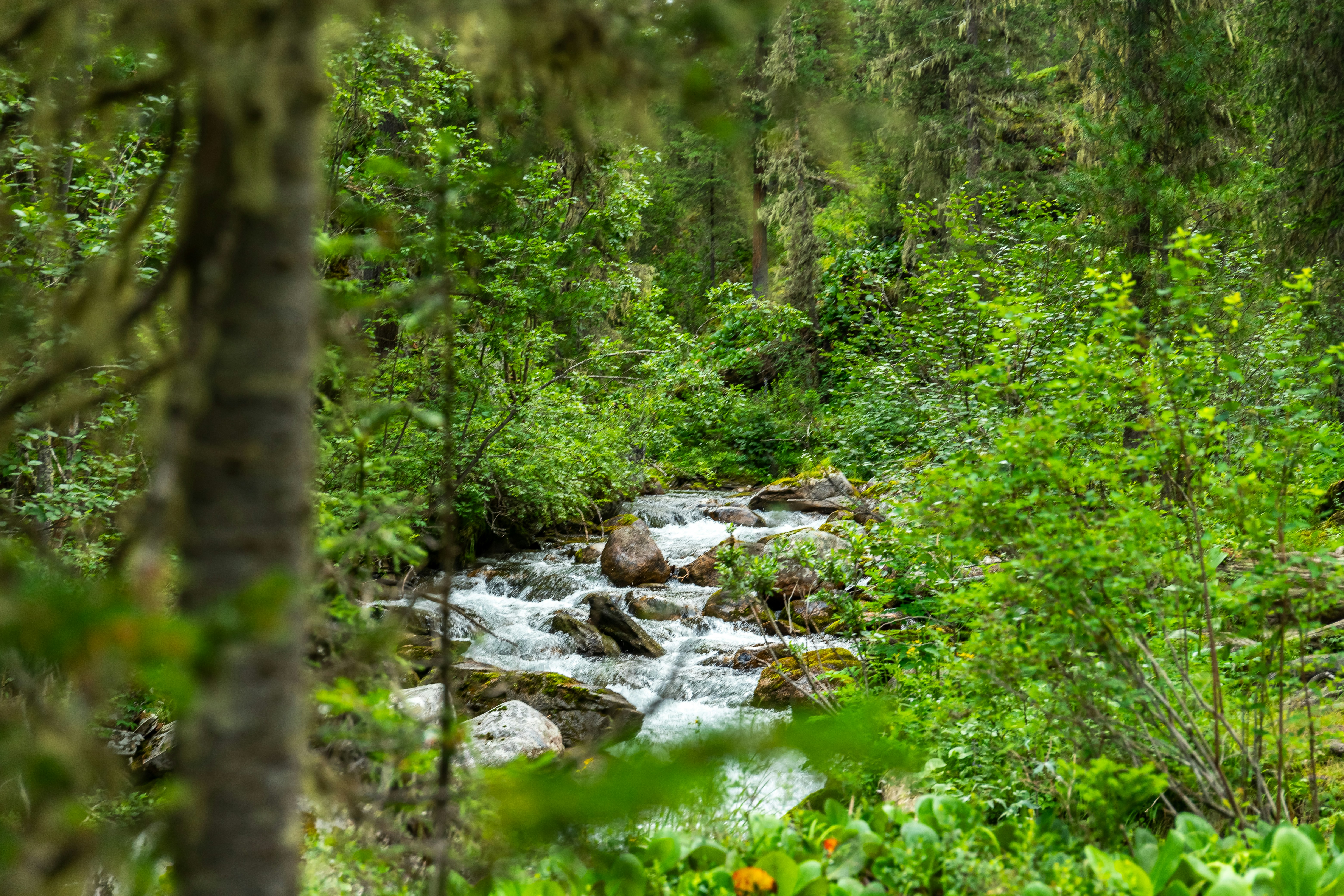 Photo by solomonikvik