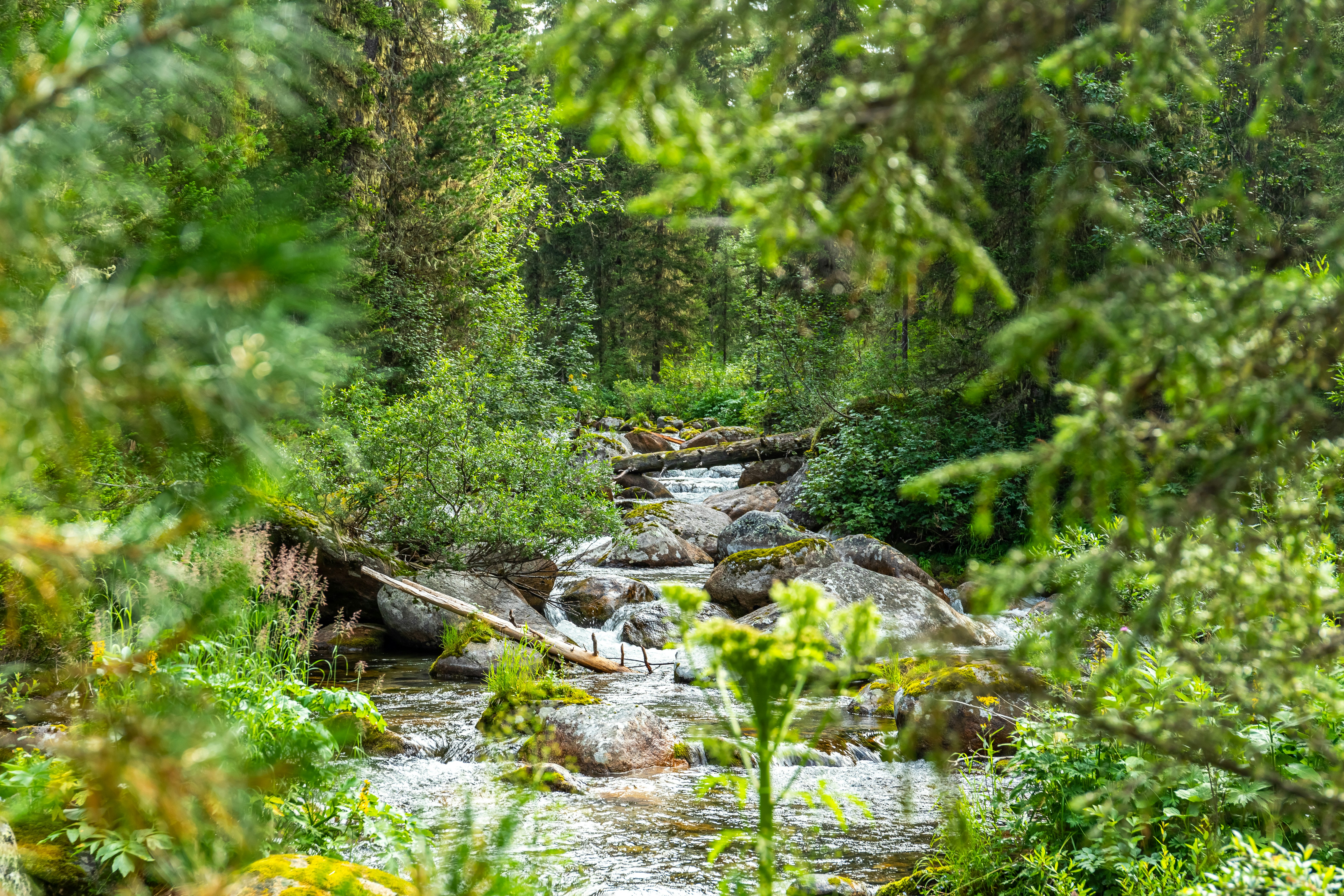 Photo by solomonikvik