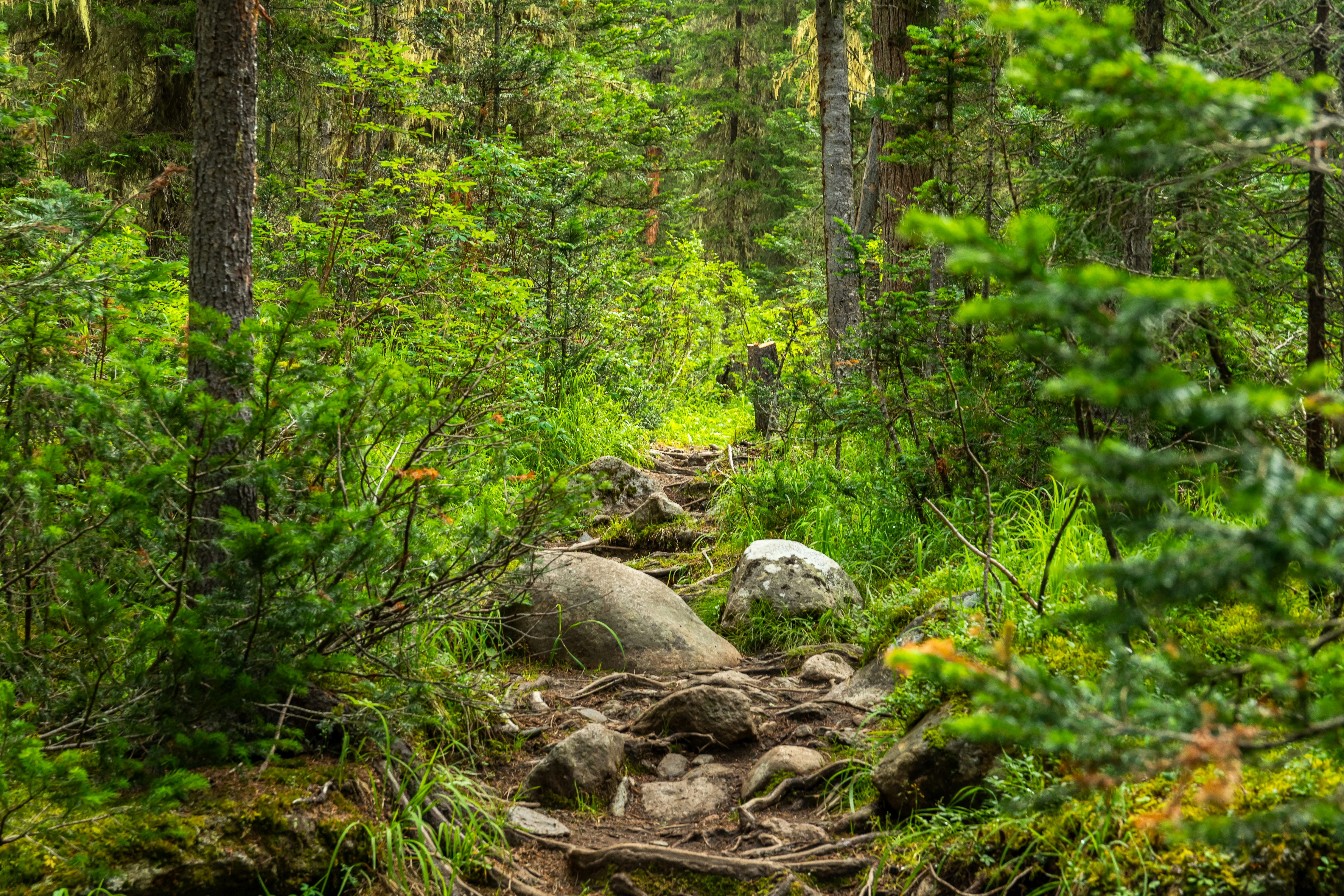 Photo by solomonikvik