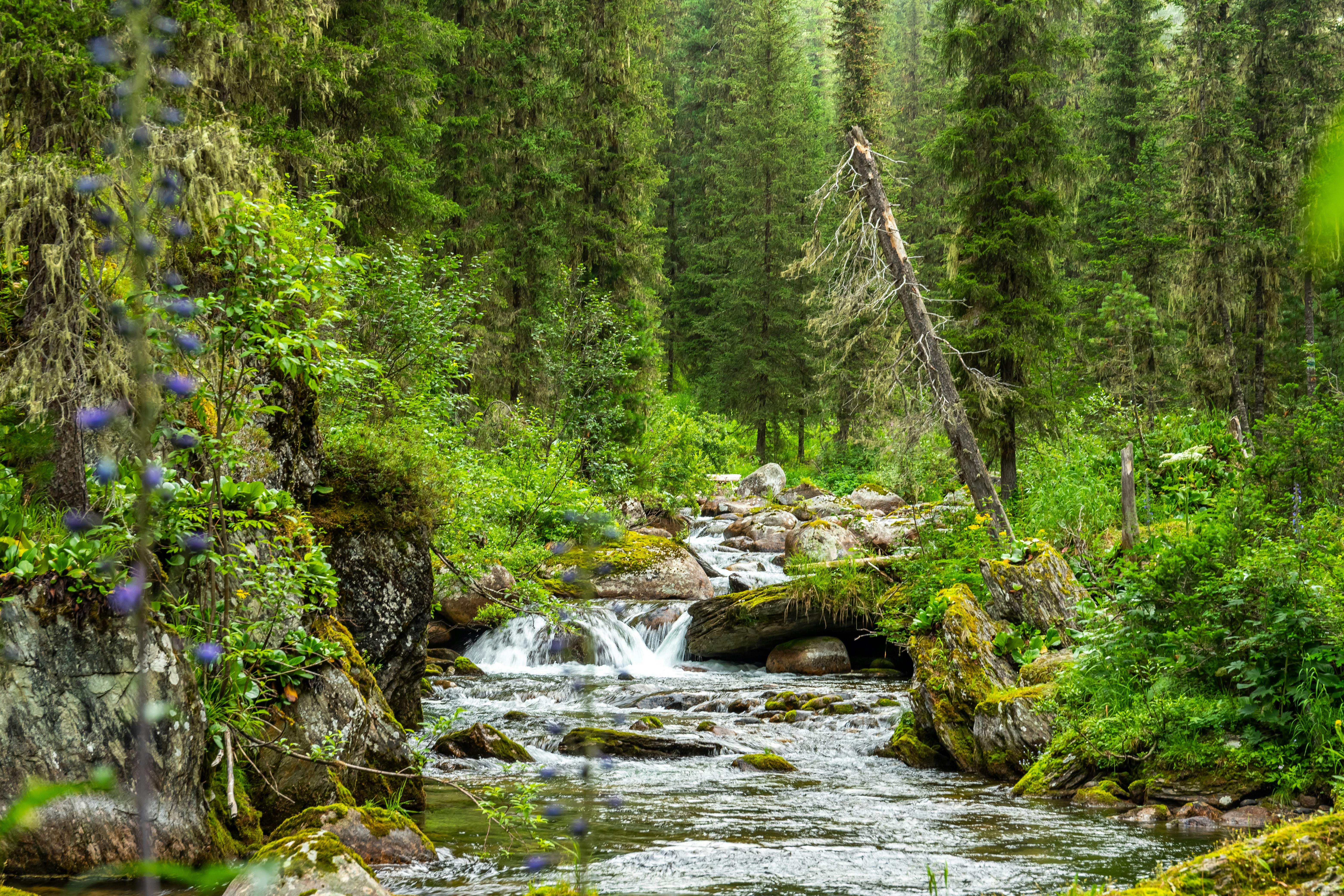 Un ruisseau qui traverse une forêt verdoyante photo – Image gratuite de  Forêt sur Unsplash, image size:3000x2000