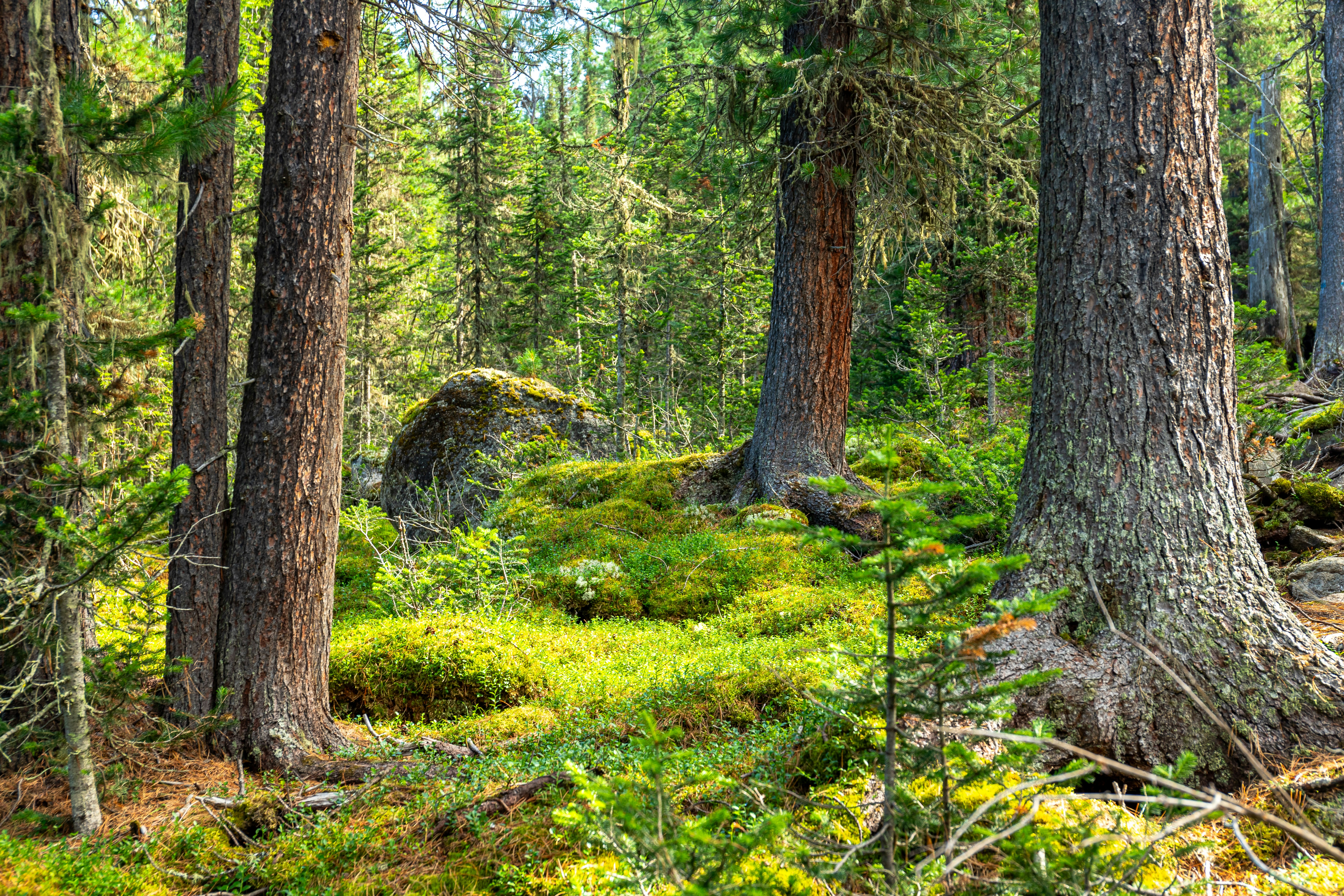 Photo by solomonikvik