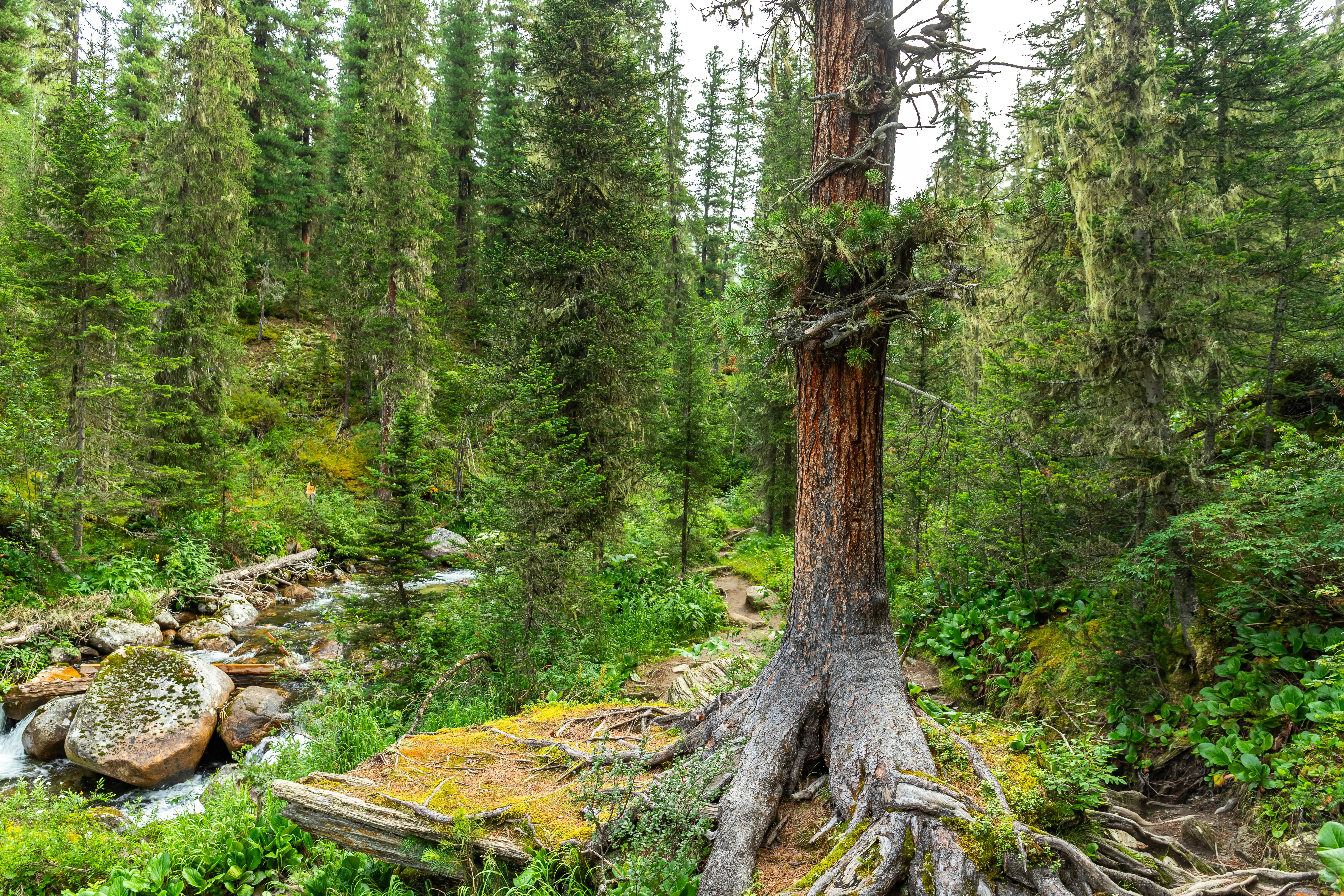 A tree that is standing in the middle of a forest