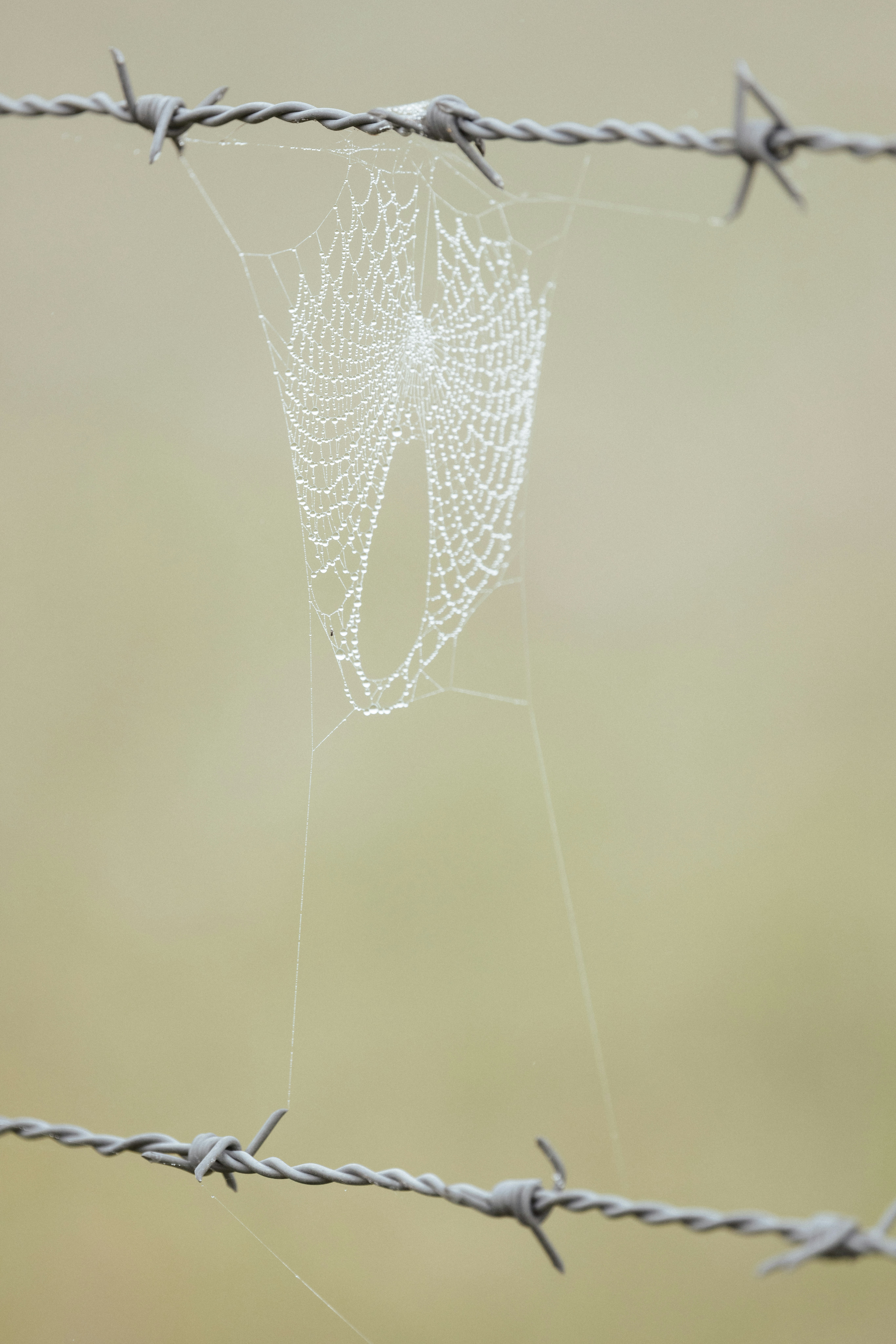 A spider web on a barbed wire fence photo – Free Cobweb Image on Unsplash