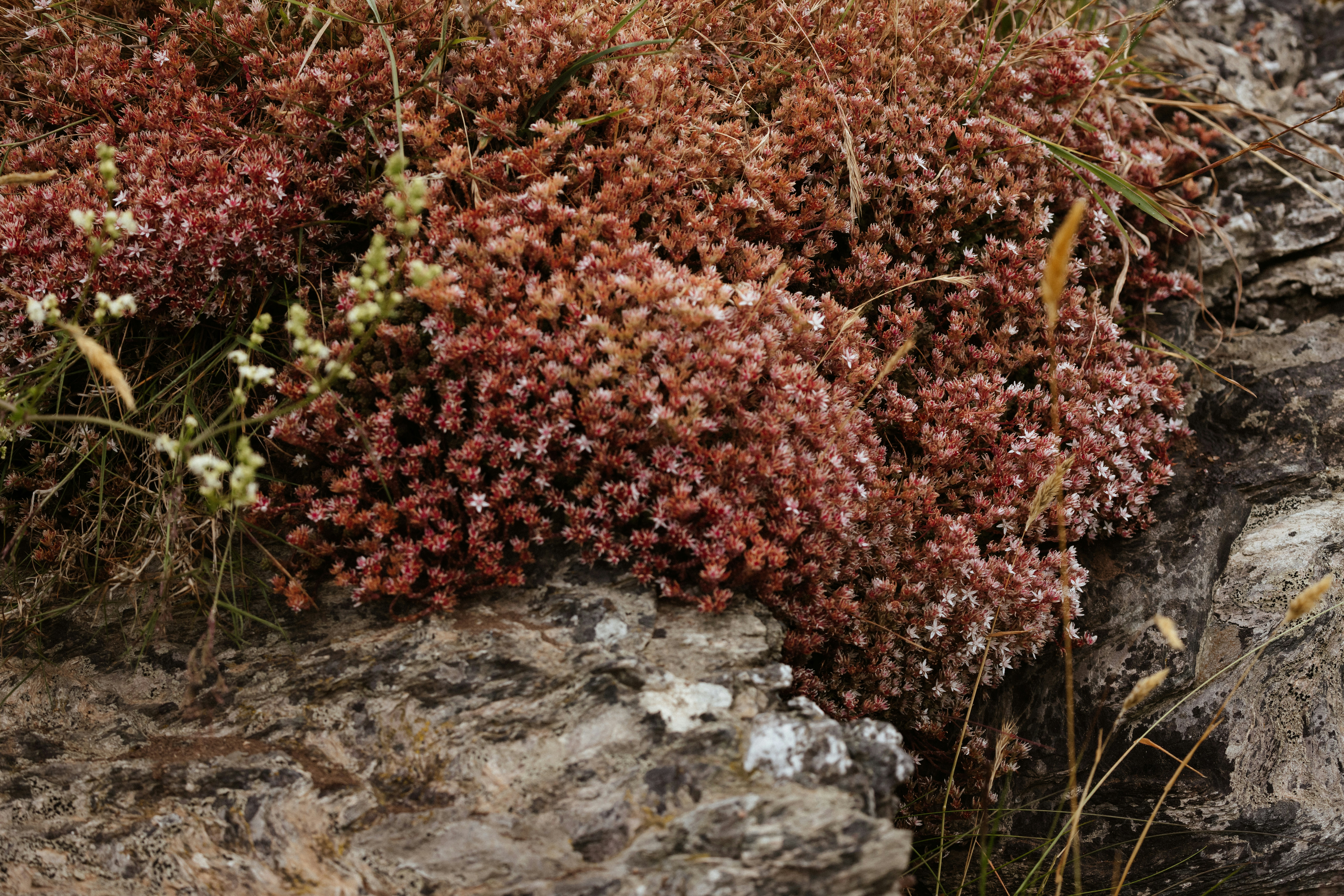 Photo by anniespratt